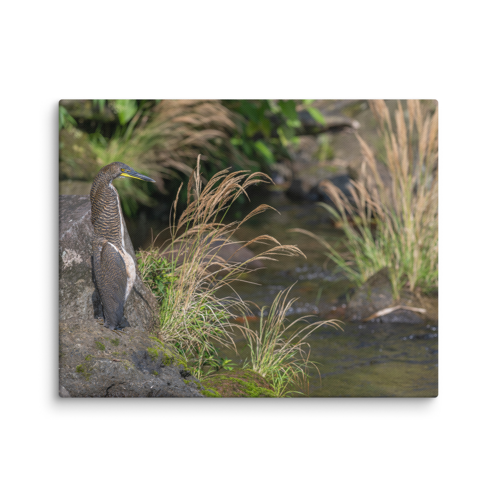 Bare-throated tiger heron! Canvas - Image 4