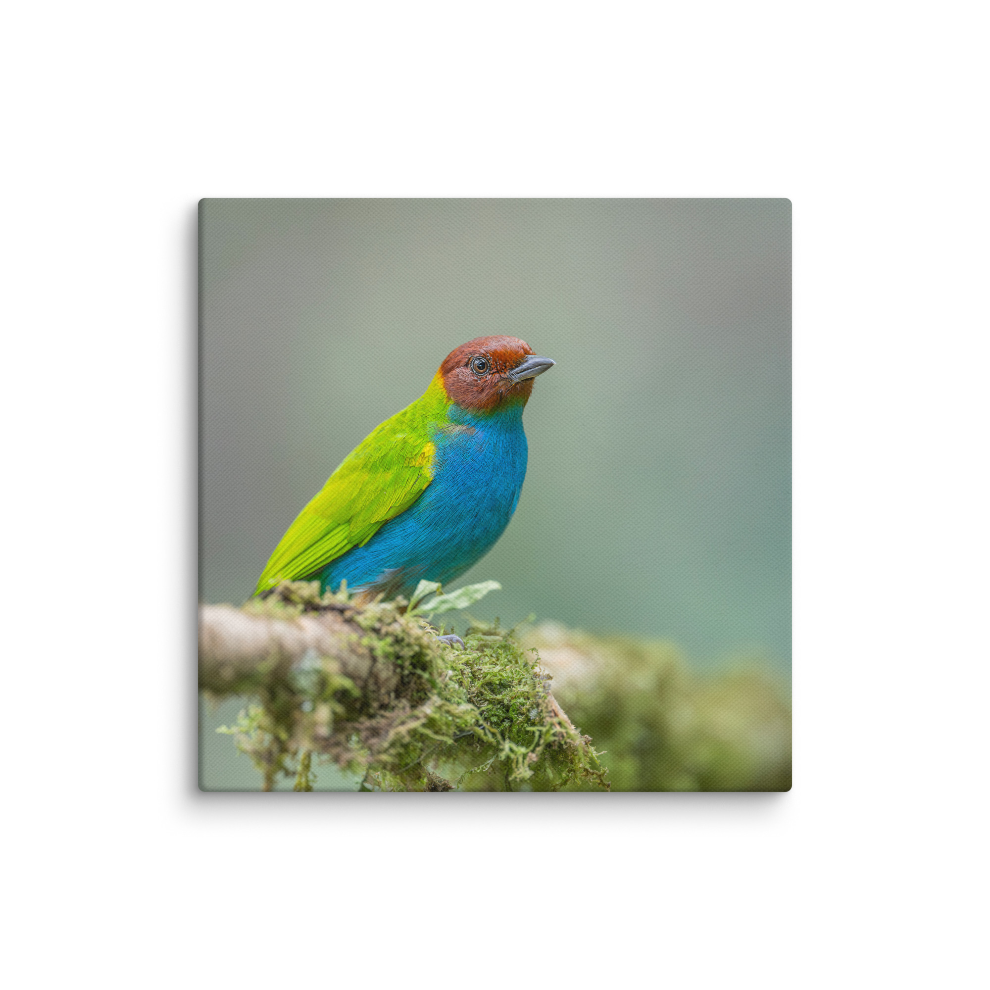 Bay Headed Tanager in rain Forest! Canvas - Image 22