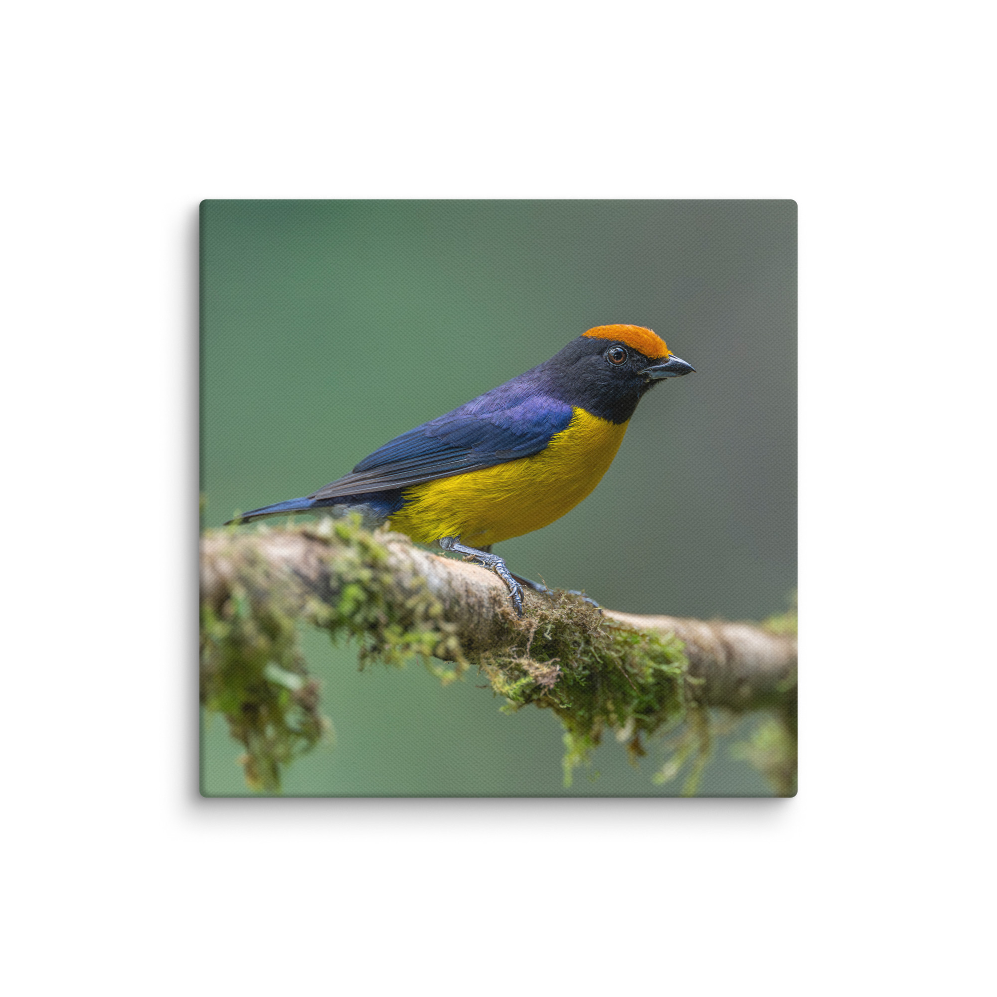 Tawny-capped euphonia in cloud forest! Canvas - Image 22