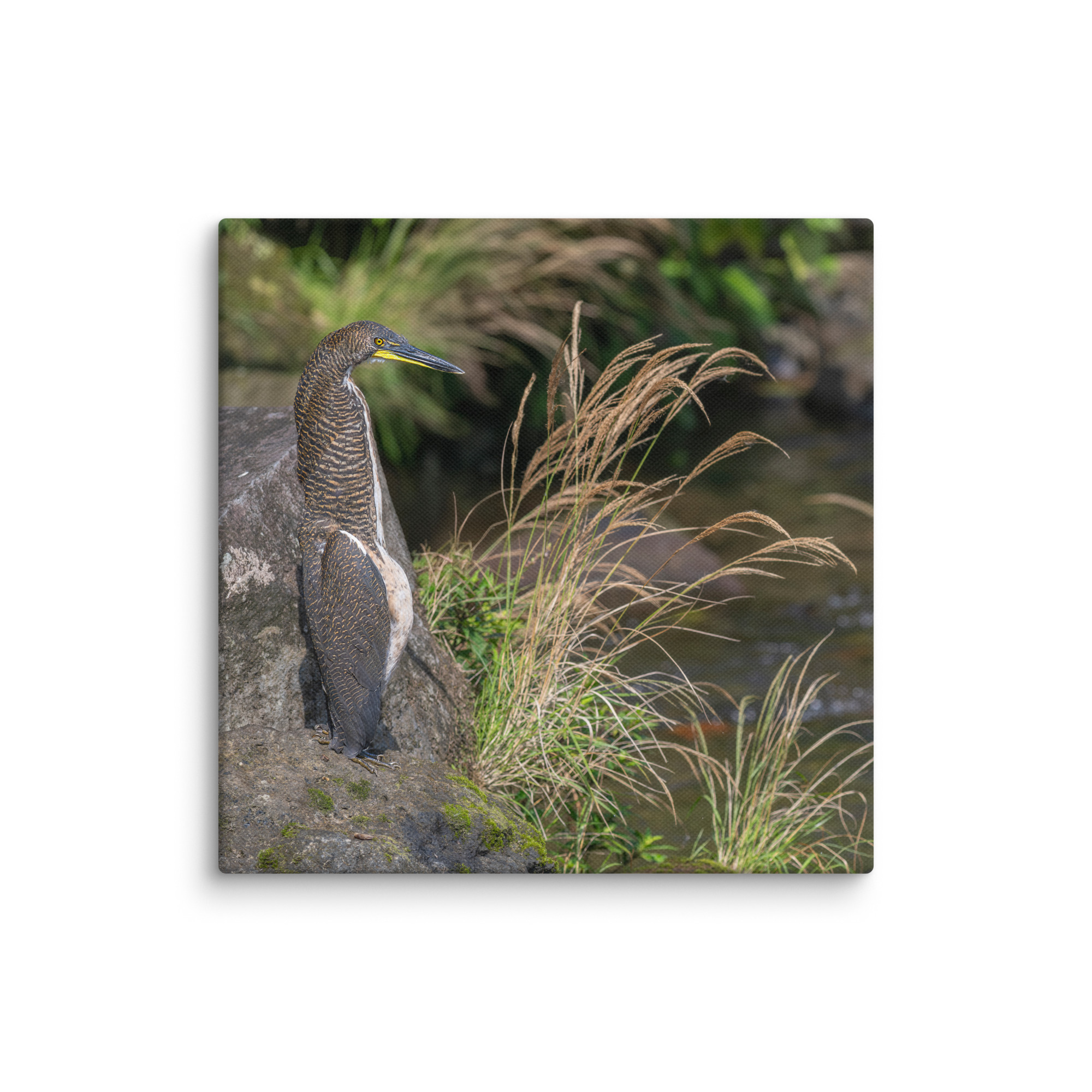 Bare-throated tiger heron! Canvas - Image 23