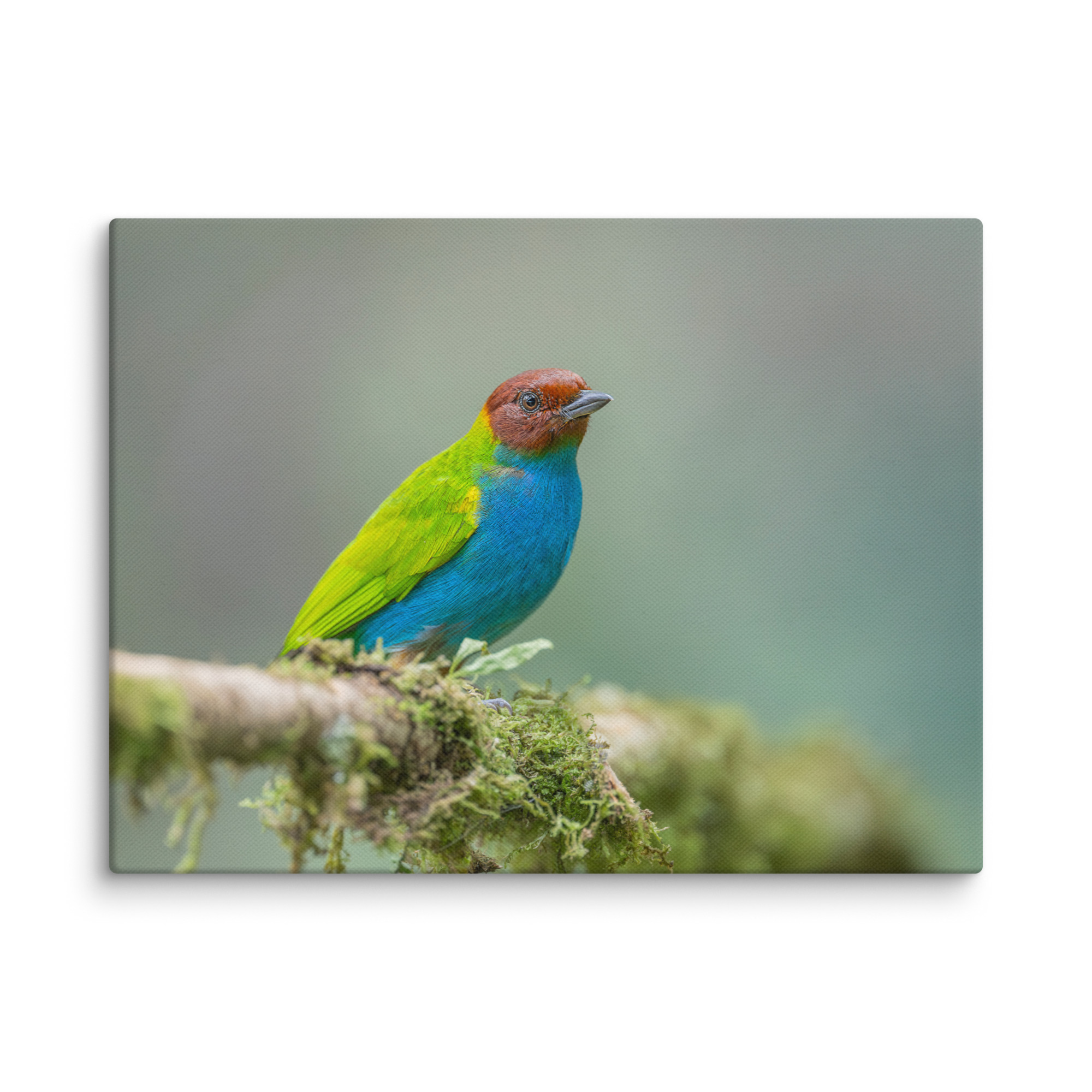 Bay Headed Tanager in rain Forest! Canvas