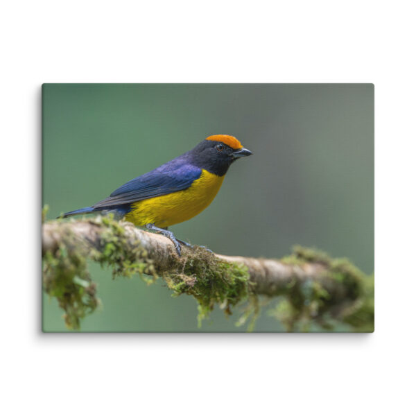 Tawny-capped euphonia in cloud forest! Canvas