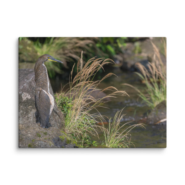 Bare-throated tiger heron! Canvas
