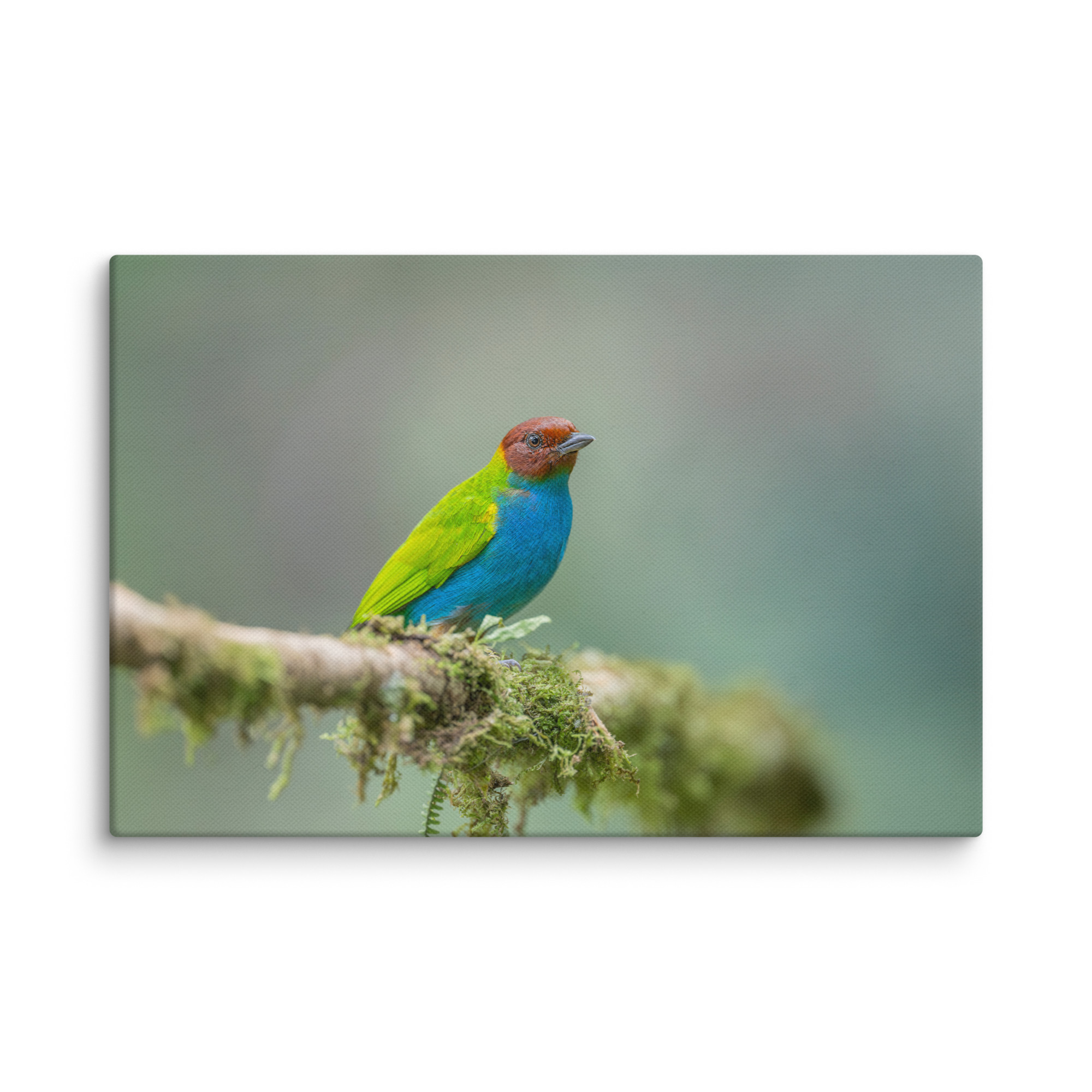 Bay Headed Tanager in rain Forest! Canvas - Image 5
