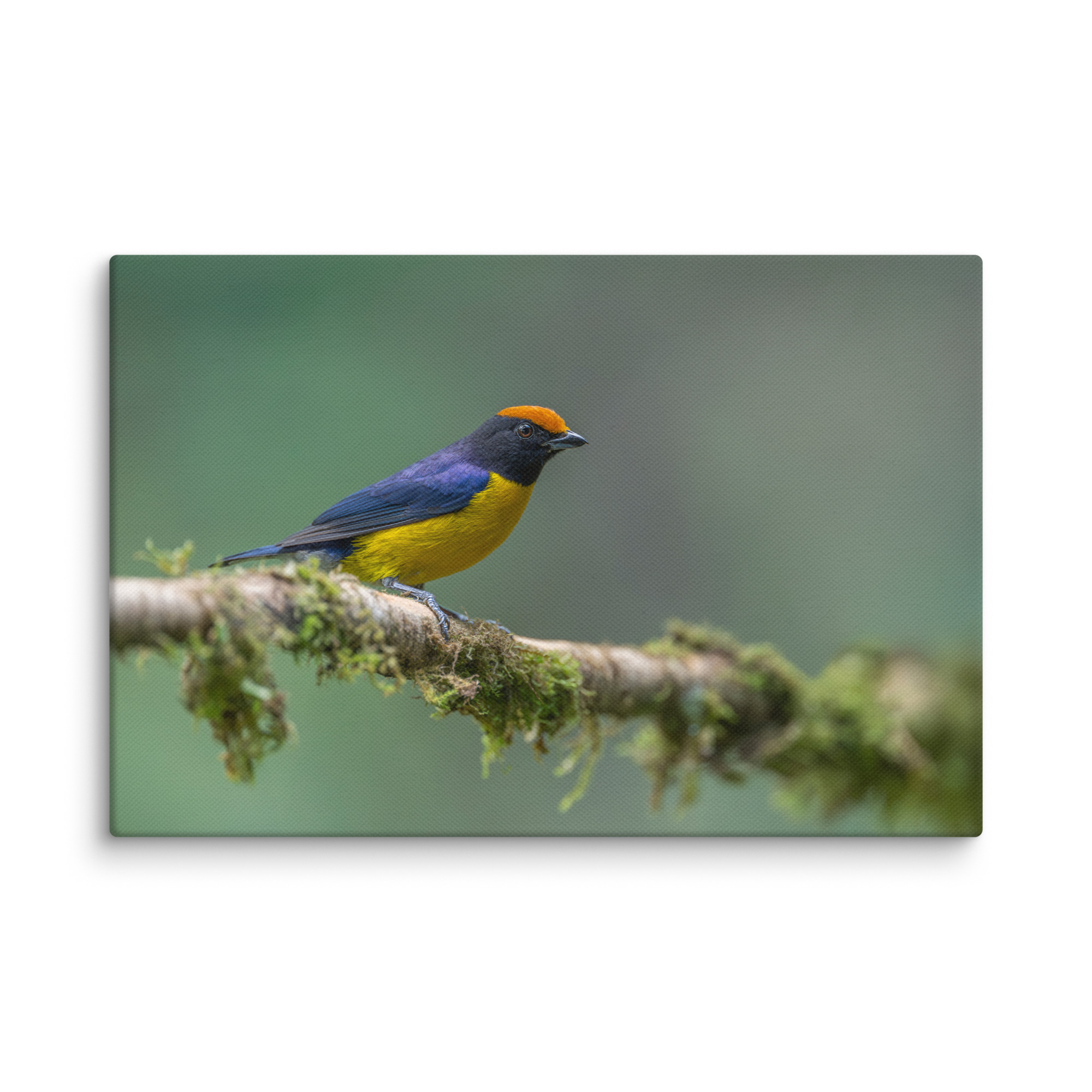 Tawny-capped euphonia in cloud forest! Canvas - Image 5
