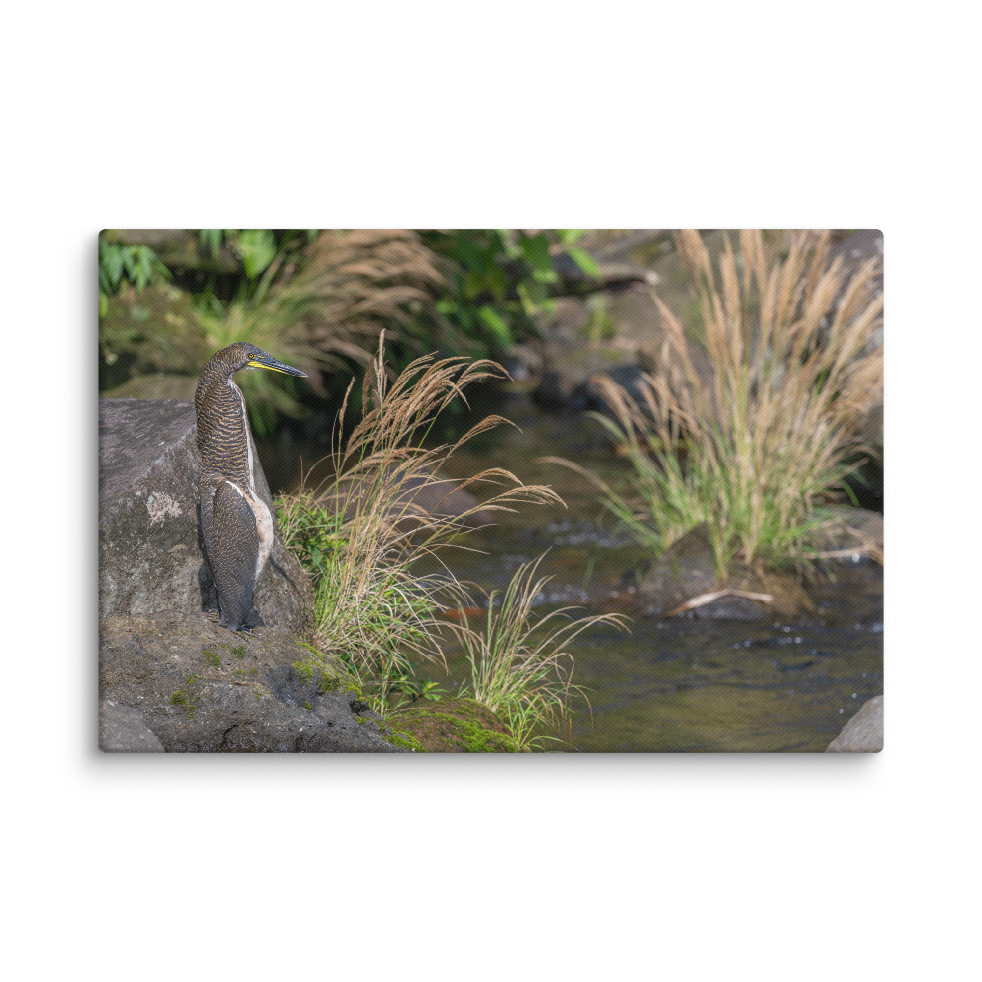 Bare-throated tiger heron! Canvas - Image 5