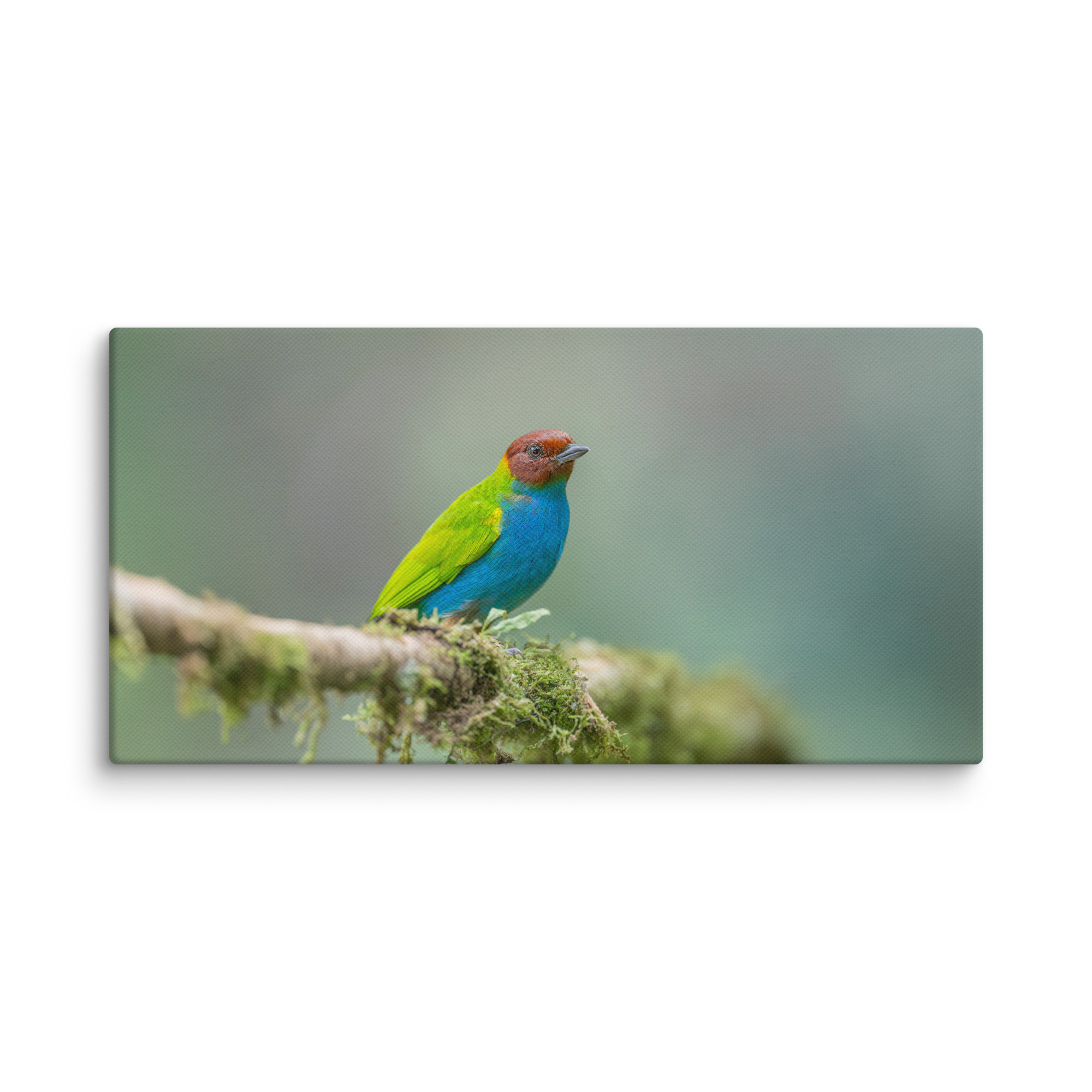 Bay Headed Tanager in rain Forest! Canvas - Image 6