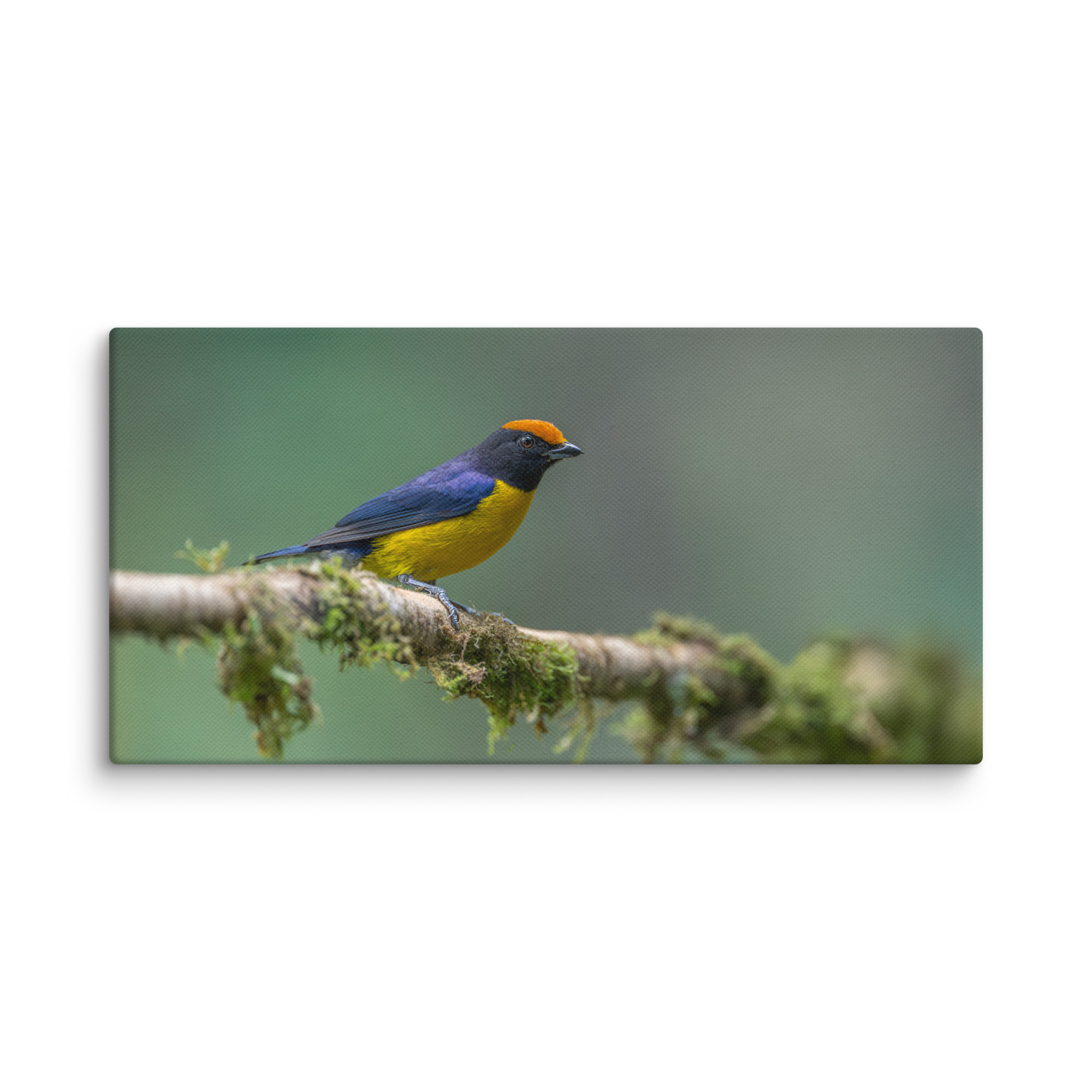 Tawny-capped euphonia in cloud forest! Canvas - Image 6