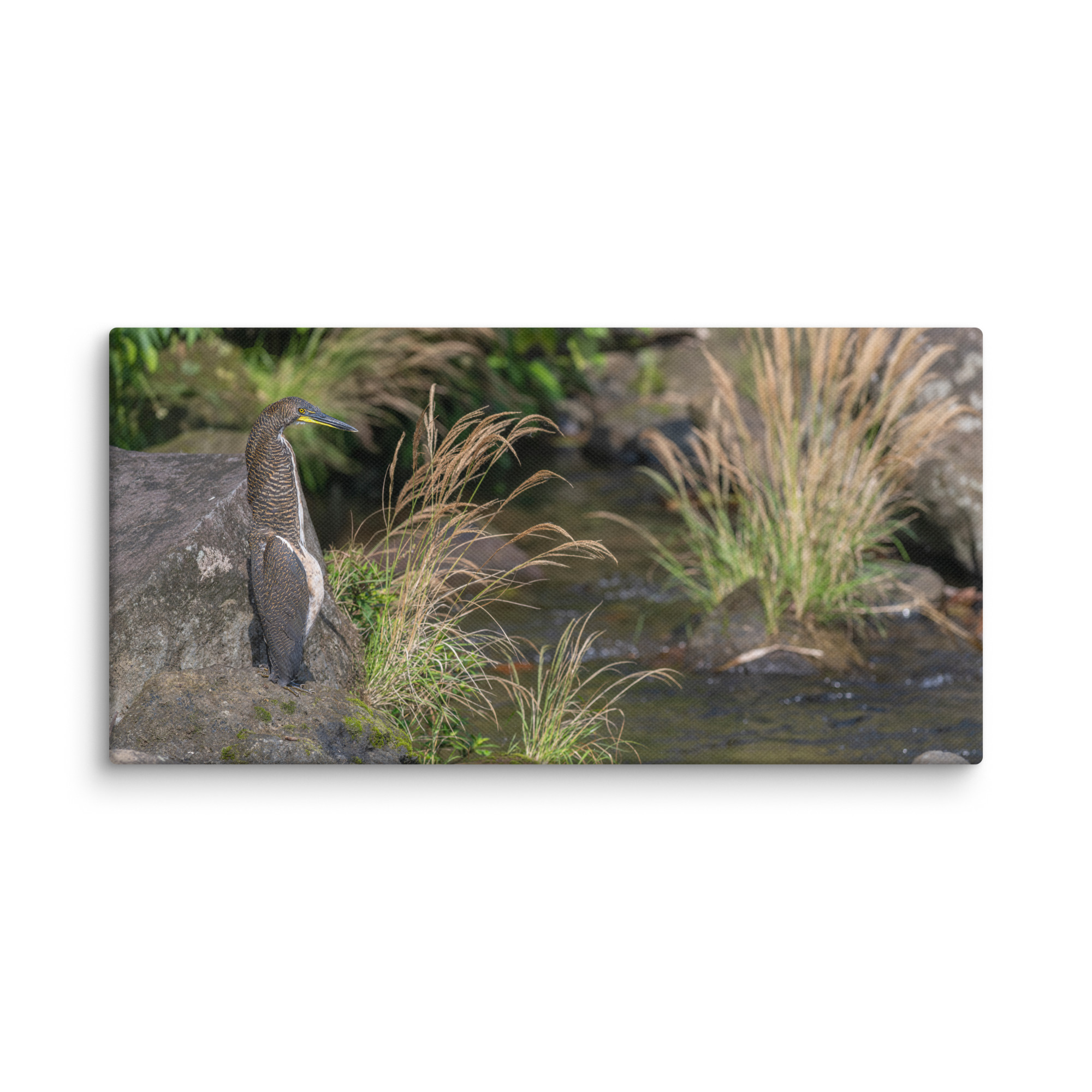 Bare-throated tiger heron! Canvas - Image 6