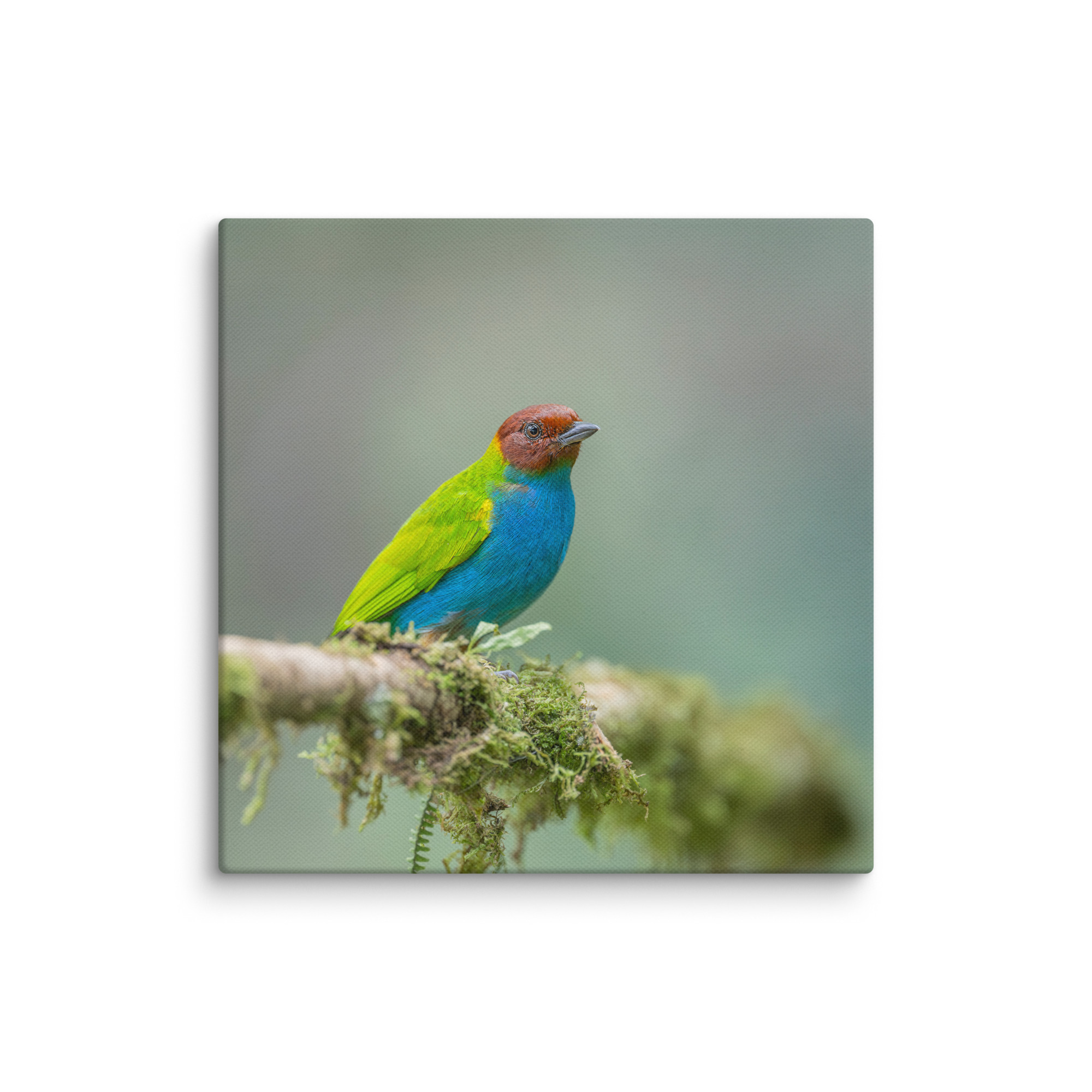 Bay Headed Tanager in rain Forest! Canvas - Image 7