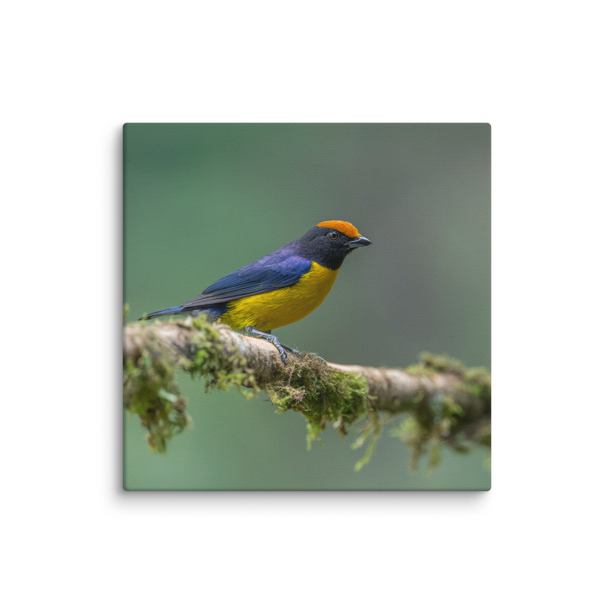 Tawny-capped euphonia in cloud forest! Canvas - Image 7