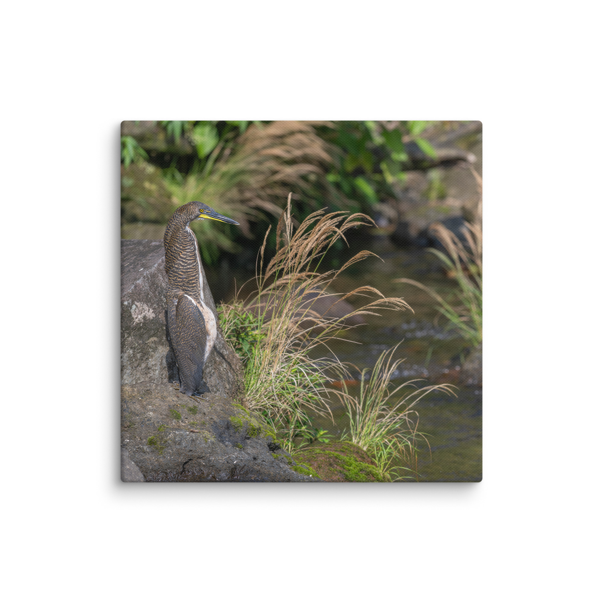 Bare-throated tiger heron! Canvas - Image 7