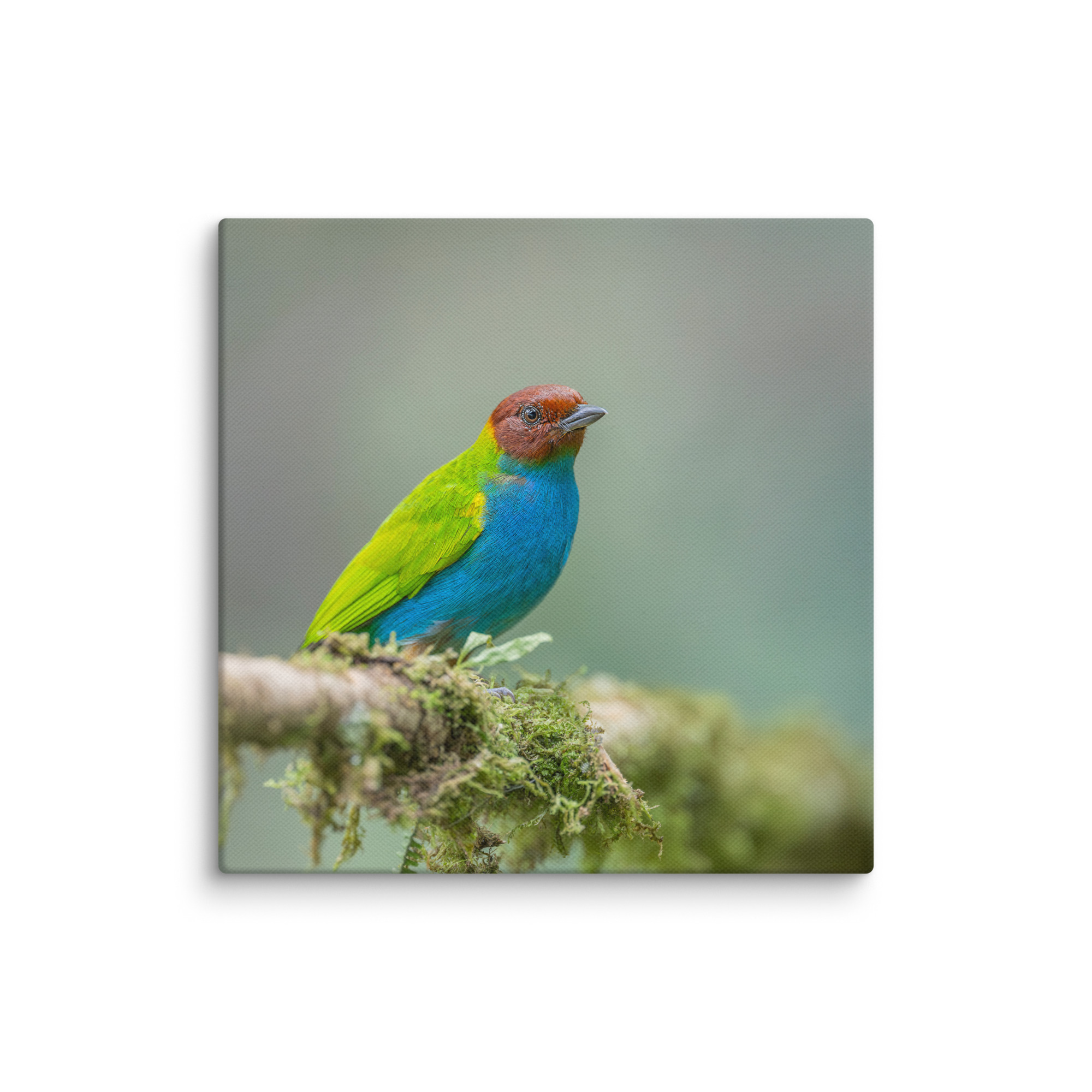 Bay Headed Tanager in rain Forest! Canvas - Image 23