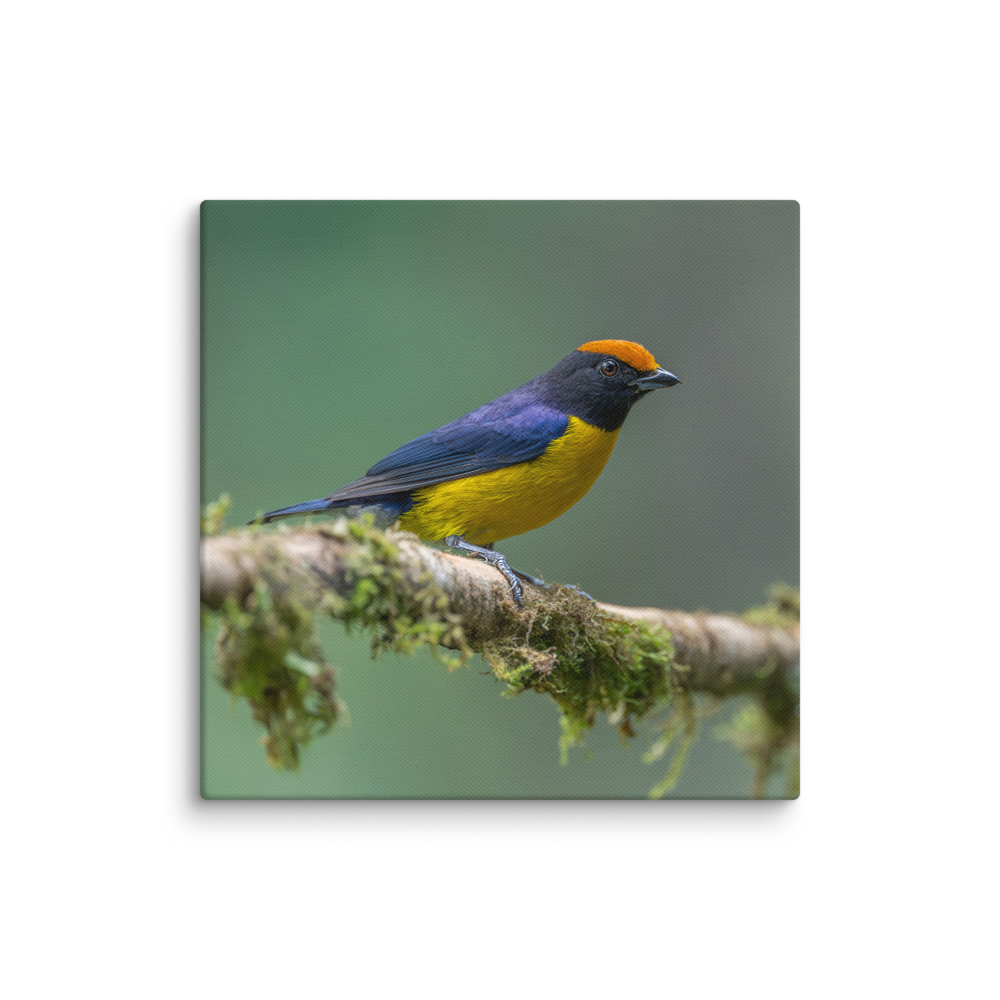 Tawny-capped euphonia in cloud forest! Canvas - Image 23