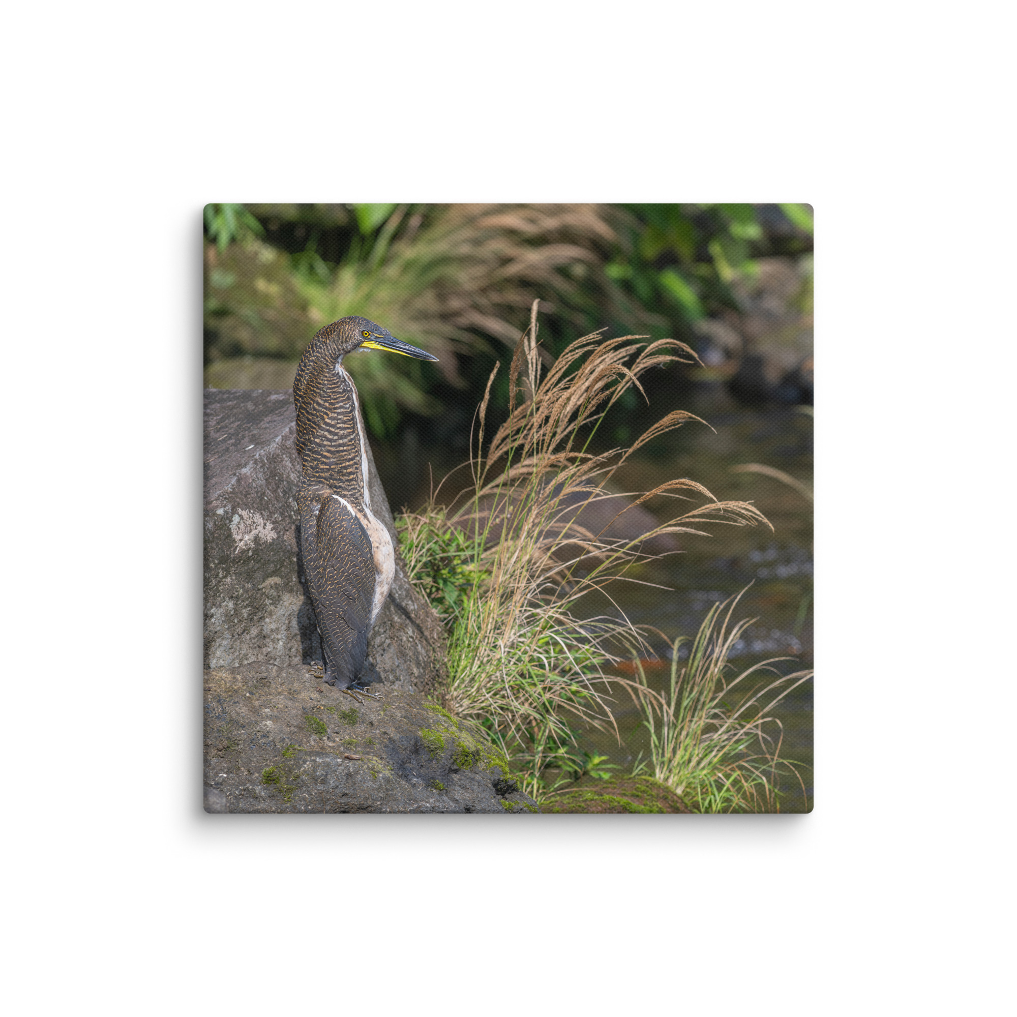 Bare-throated tiger heron! Canvas - Image 24