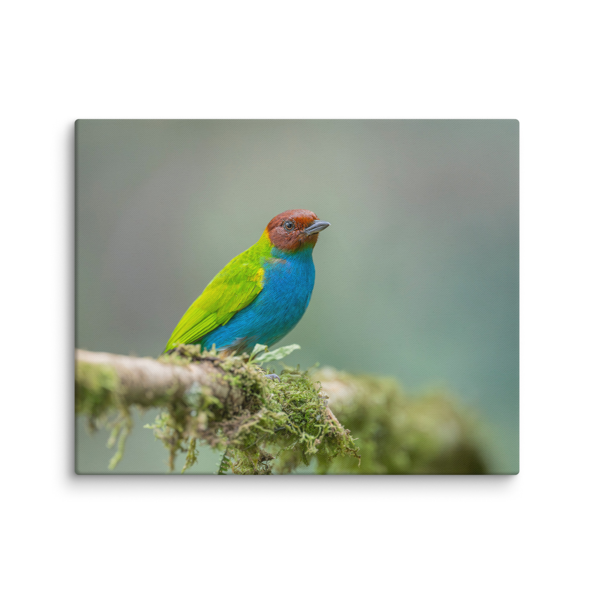 Bay Headed Tanager in rain Forest! Canvas - Image 24