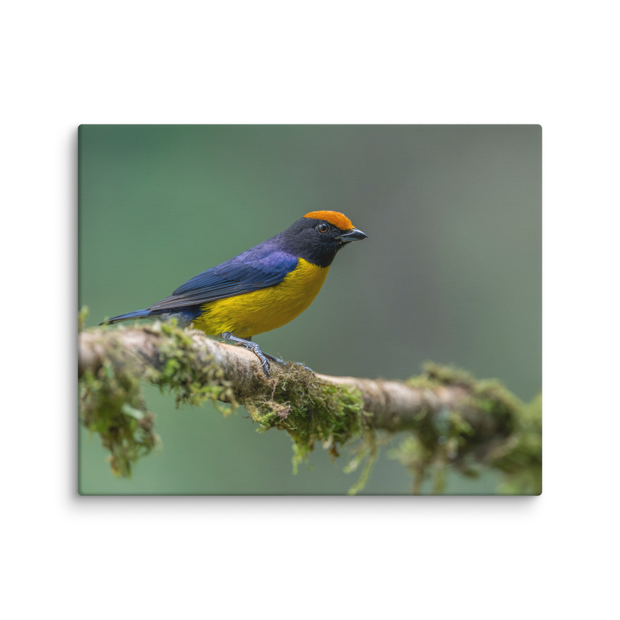 Tawny-capped euphonia in cloud forest! Canvas - Image 24