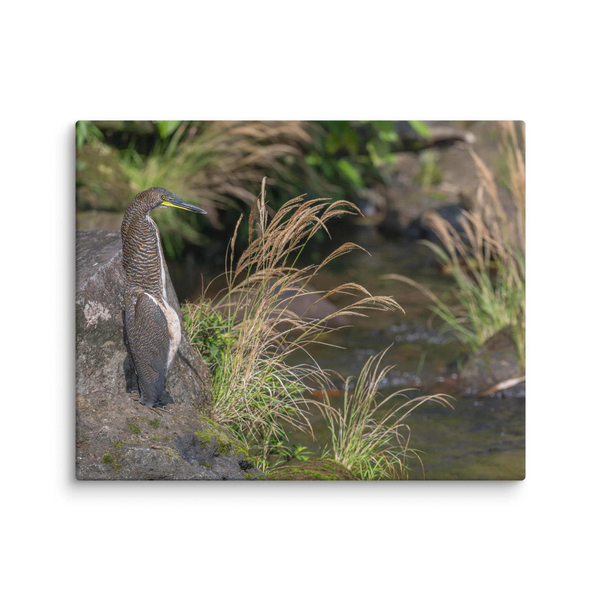 Bare-throated tiger heron! Canvas - Image 25