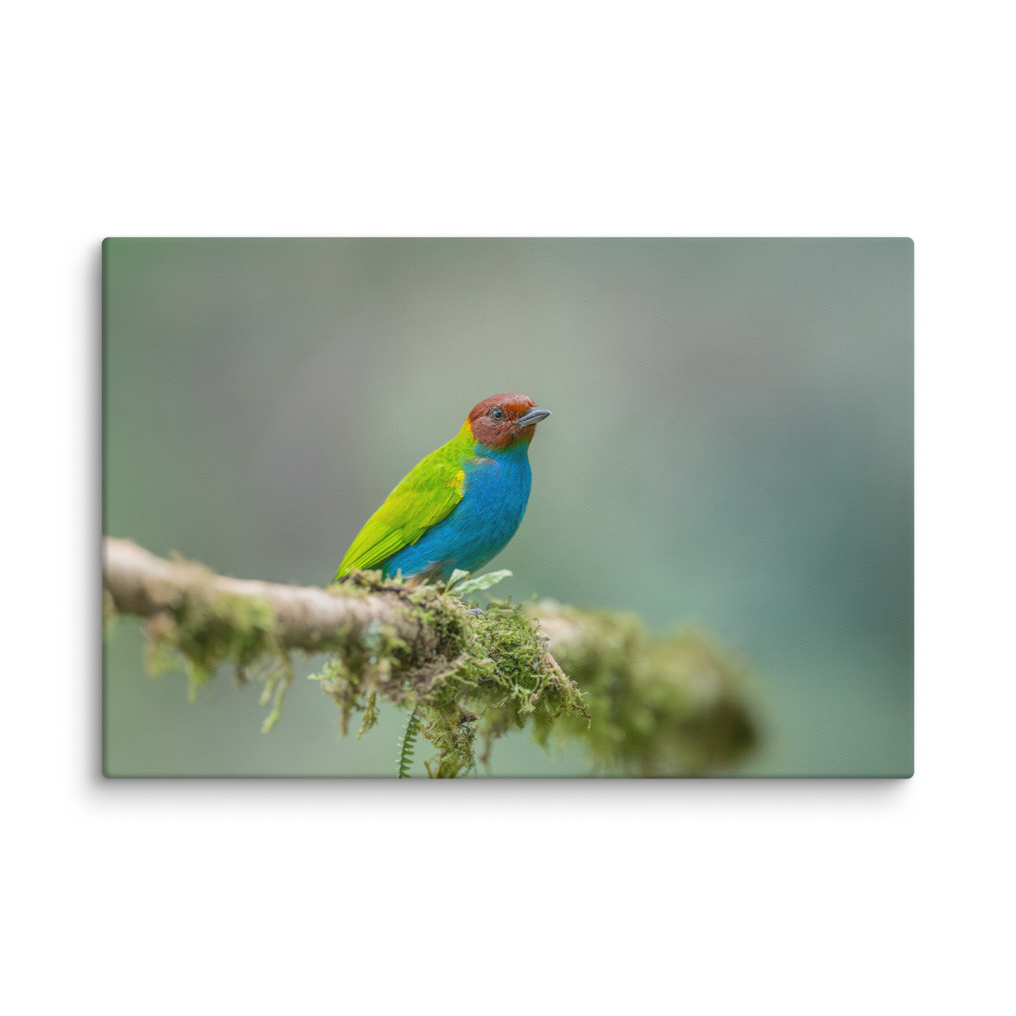 Bay Headed Tanager in rain Forest! Canvas - Image 8