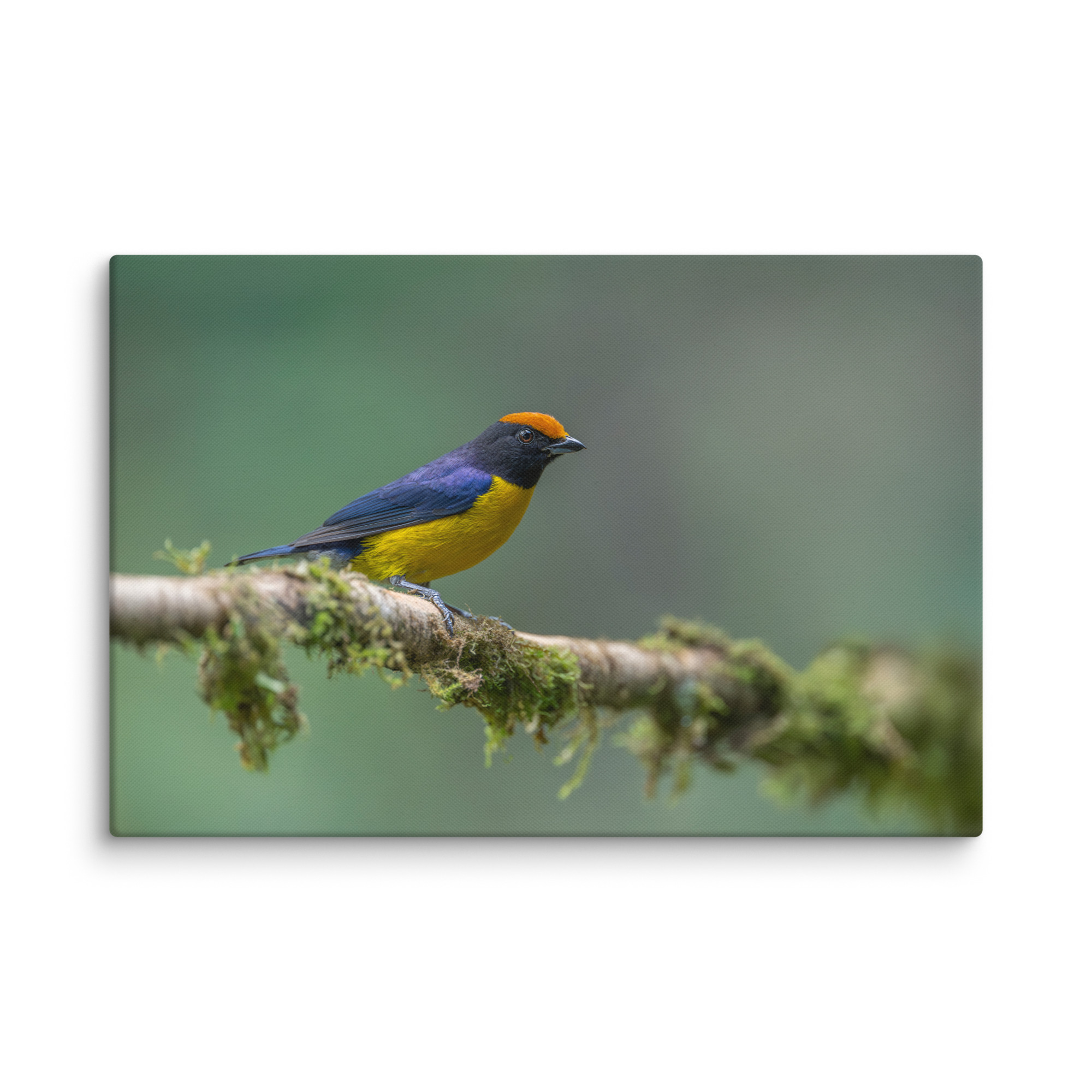 Tawny-capped euphonia in cloud forest! Canvas - Image 8
