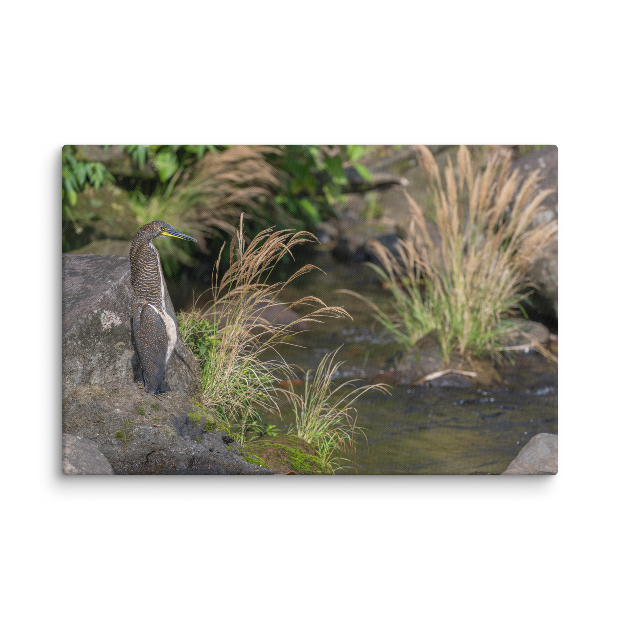 Bare-throated tiger heron! Canvas - Image 8