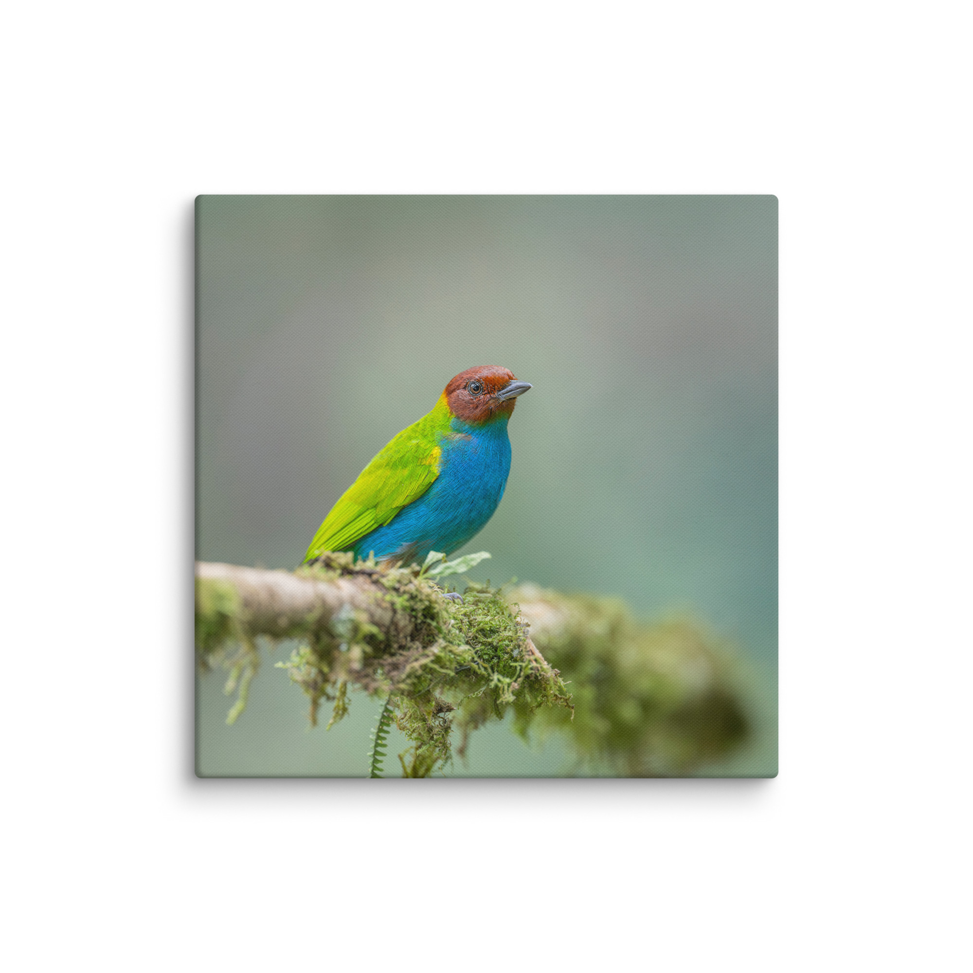 Bay Headed Tanager in rain Forest! Canvas - Image 9