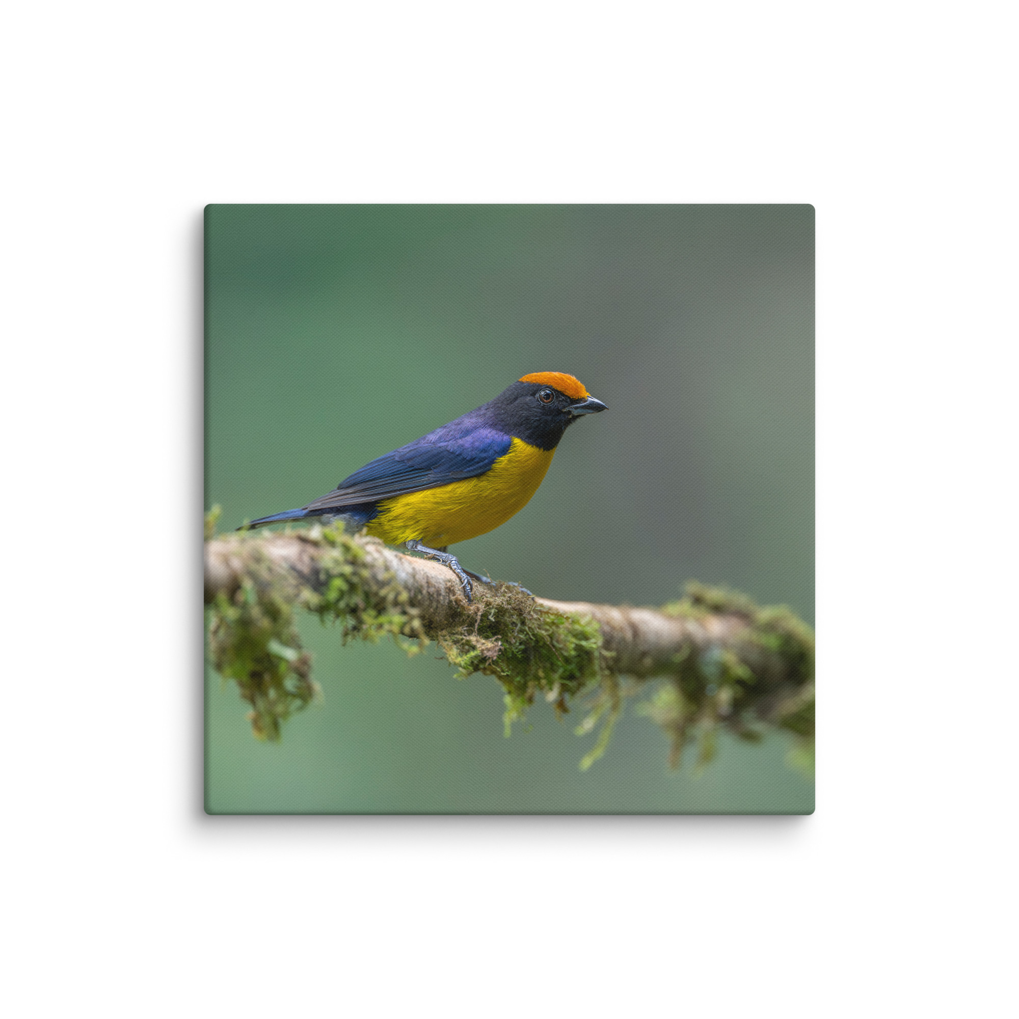 Tawny-capped euphonia in cloud forest! Canvas - Image 9