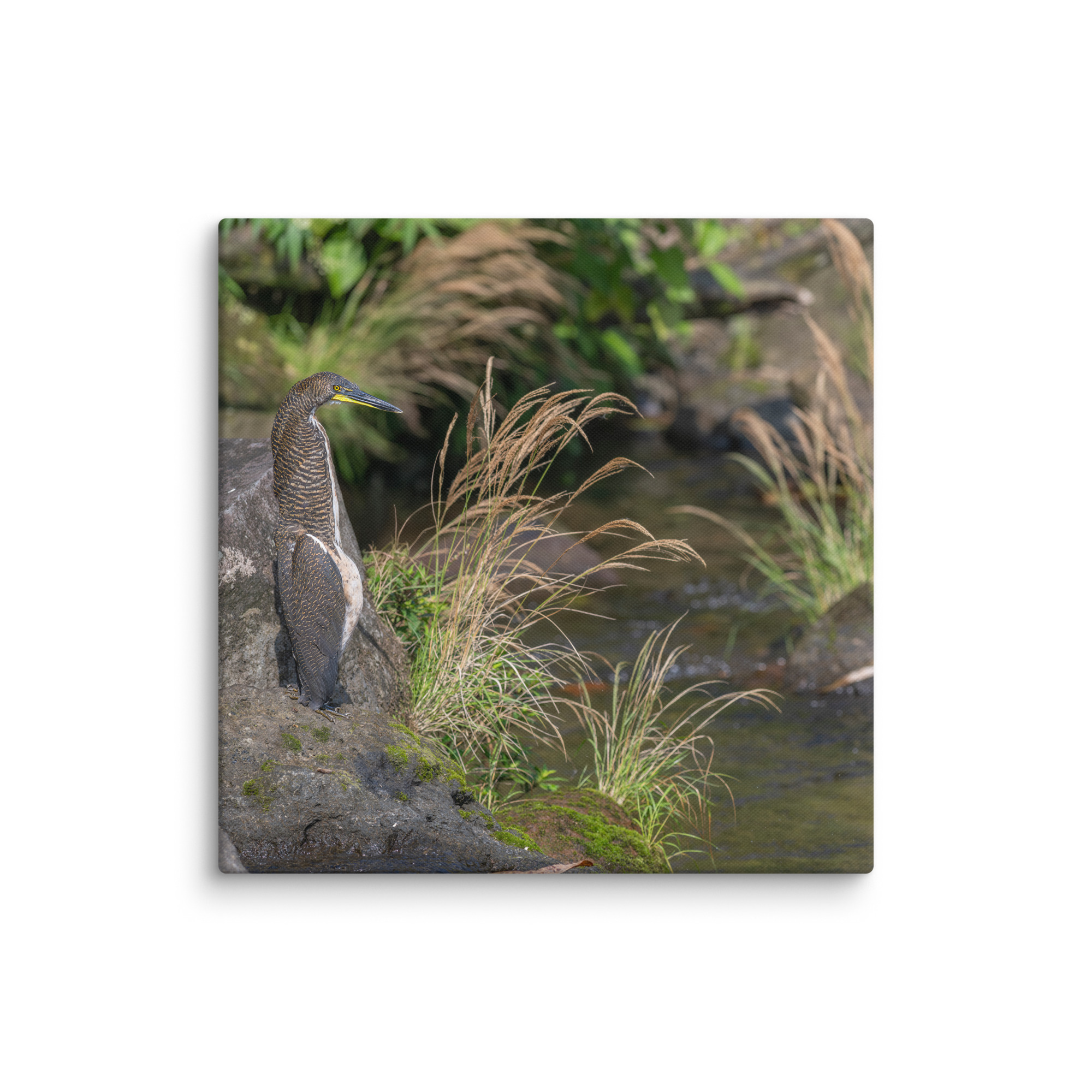 Bare-throated tiger heron! Canvas - Image 9