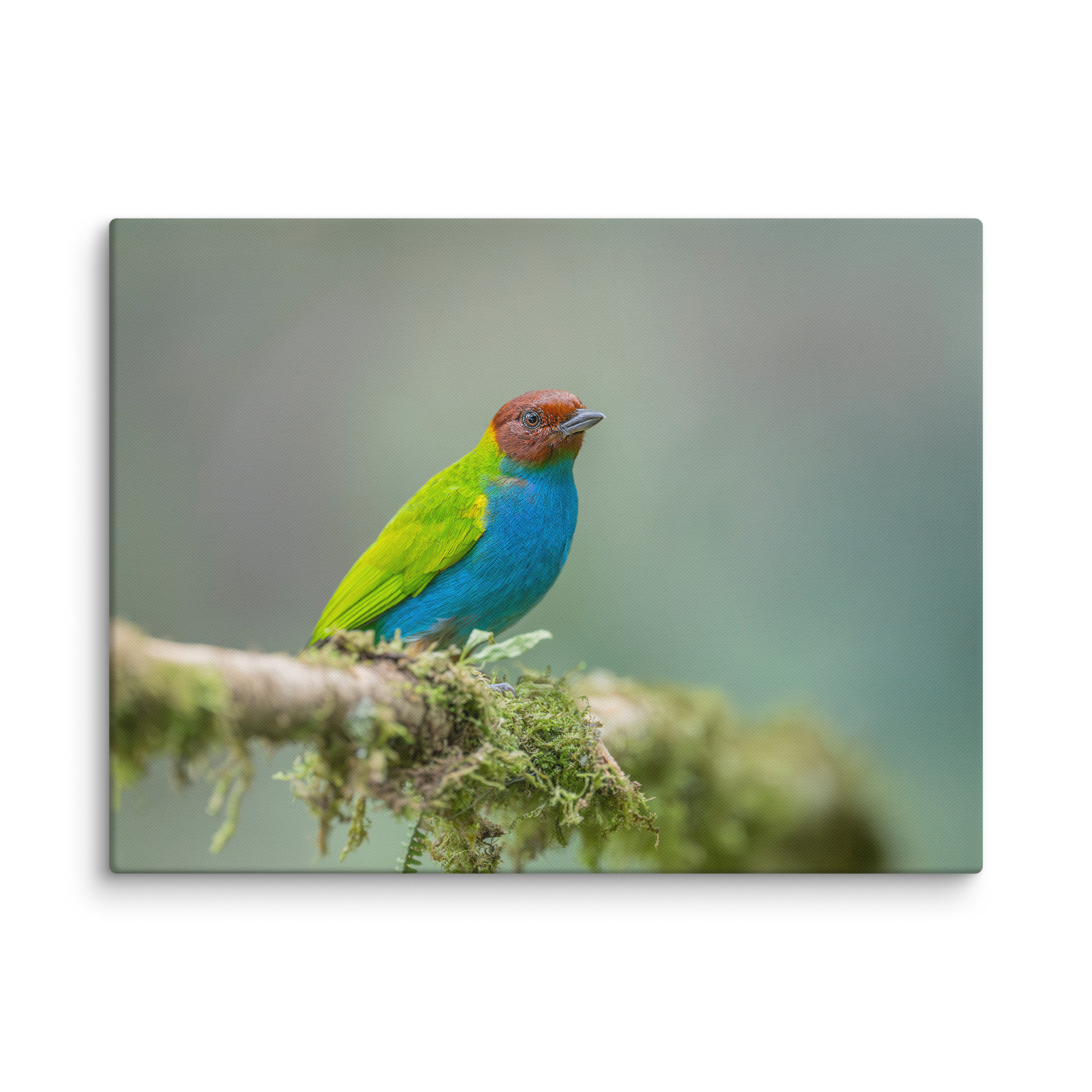 Bay Headed Tanager in rain Forest! Canvas - Image 25