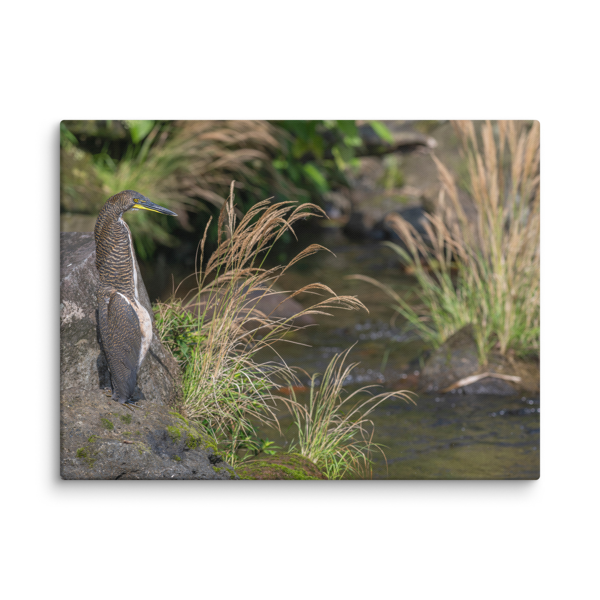 Bare-throated tiger heron! Canvas - Image 26