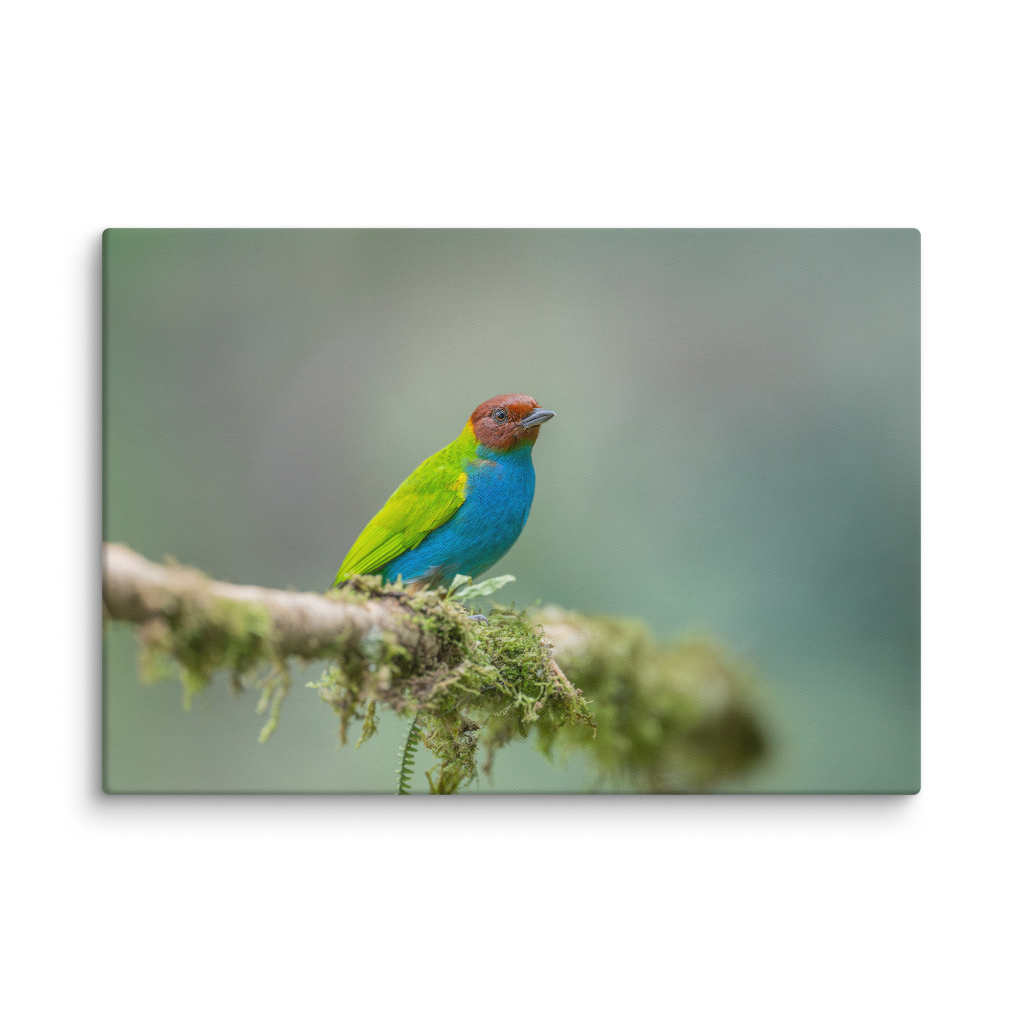 Bay Headed Tanager in rain Forest! Canvas - Image 10
