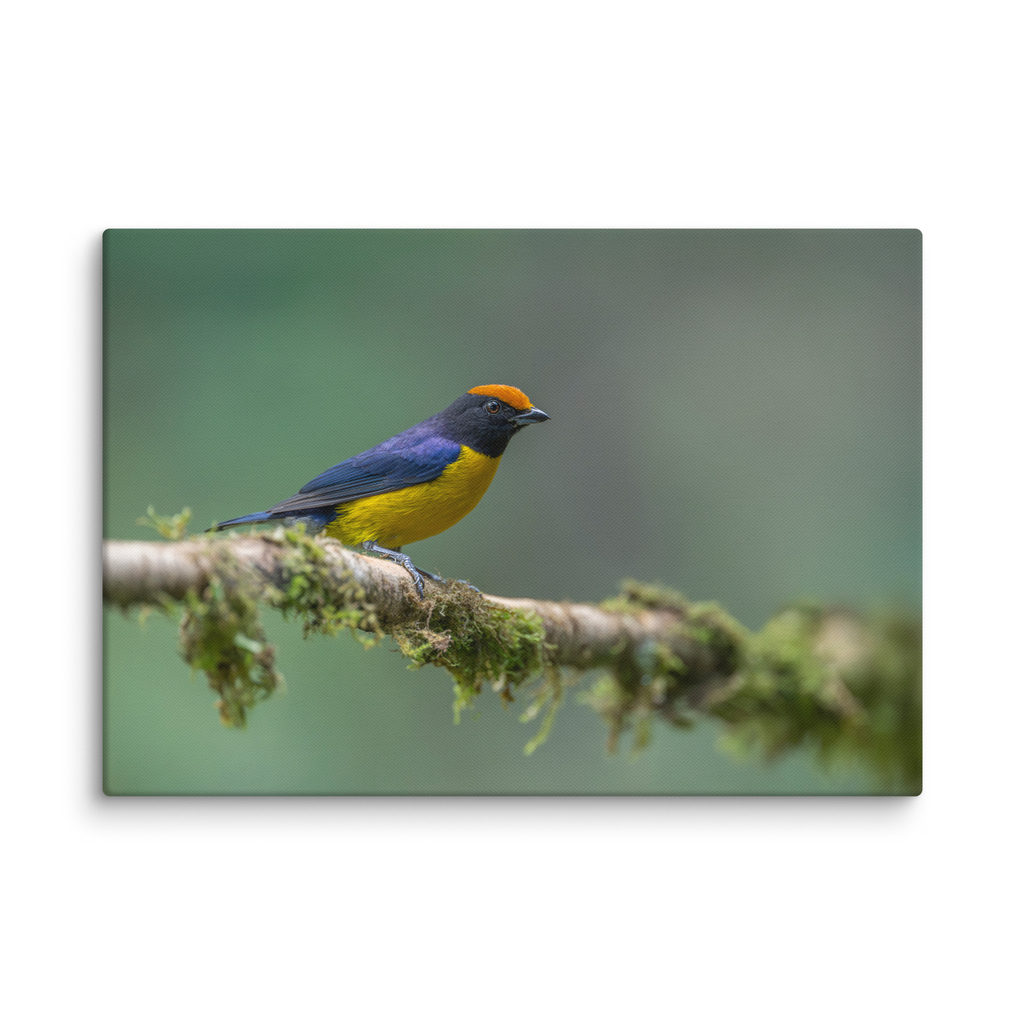 Tawny-capped euphonia in cloud forest! Canvas - Image 10