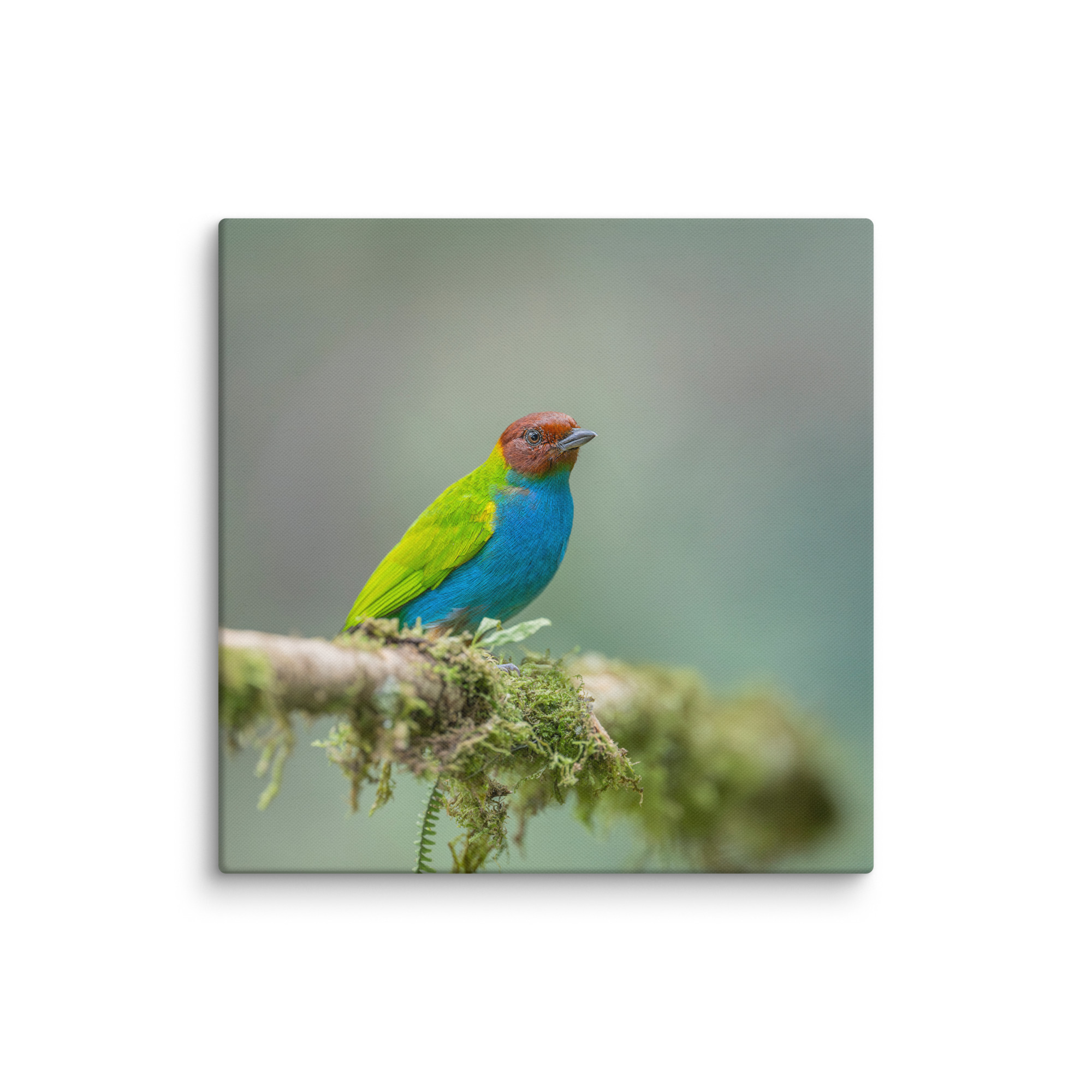 Bay Headed Tanager in rain Forest! Canvas - Image 11