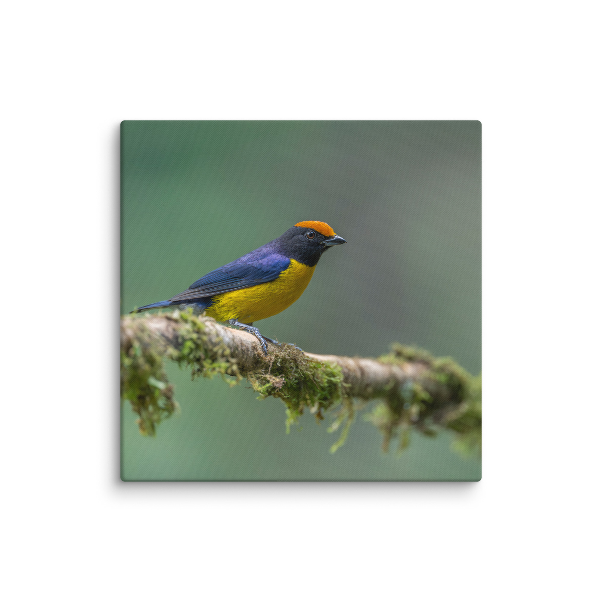 Tawny-capped euphonia in cloud forest! Canvas - Image 11
