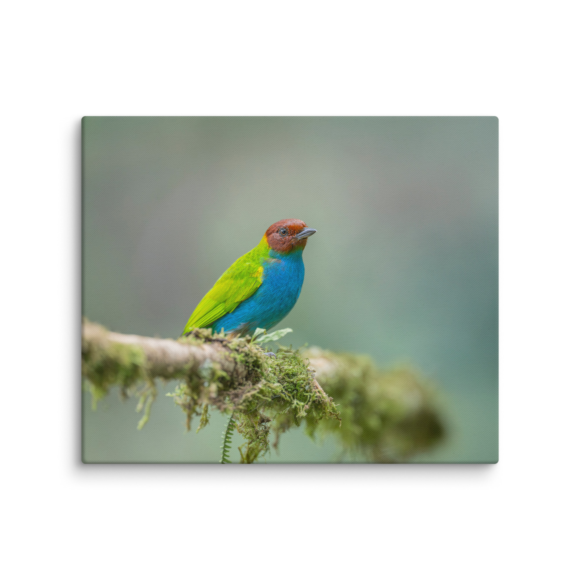 Bay Headed Tanager in rain Forest! Canvas - Image 12