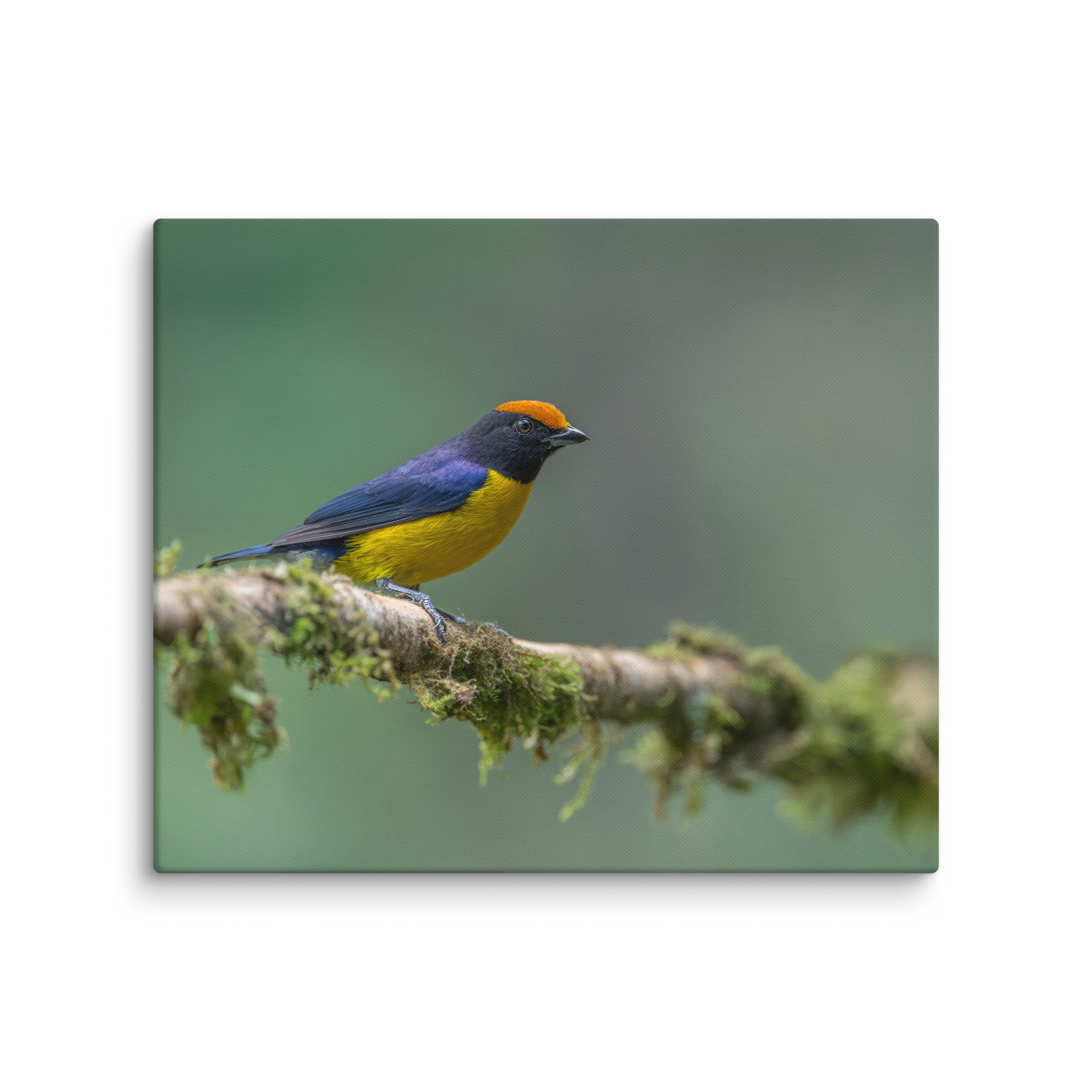 Tawny-capped euphonia in cloud forest! Canvas - Image 12