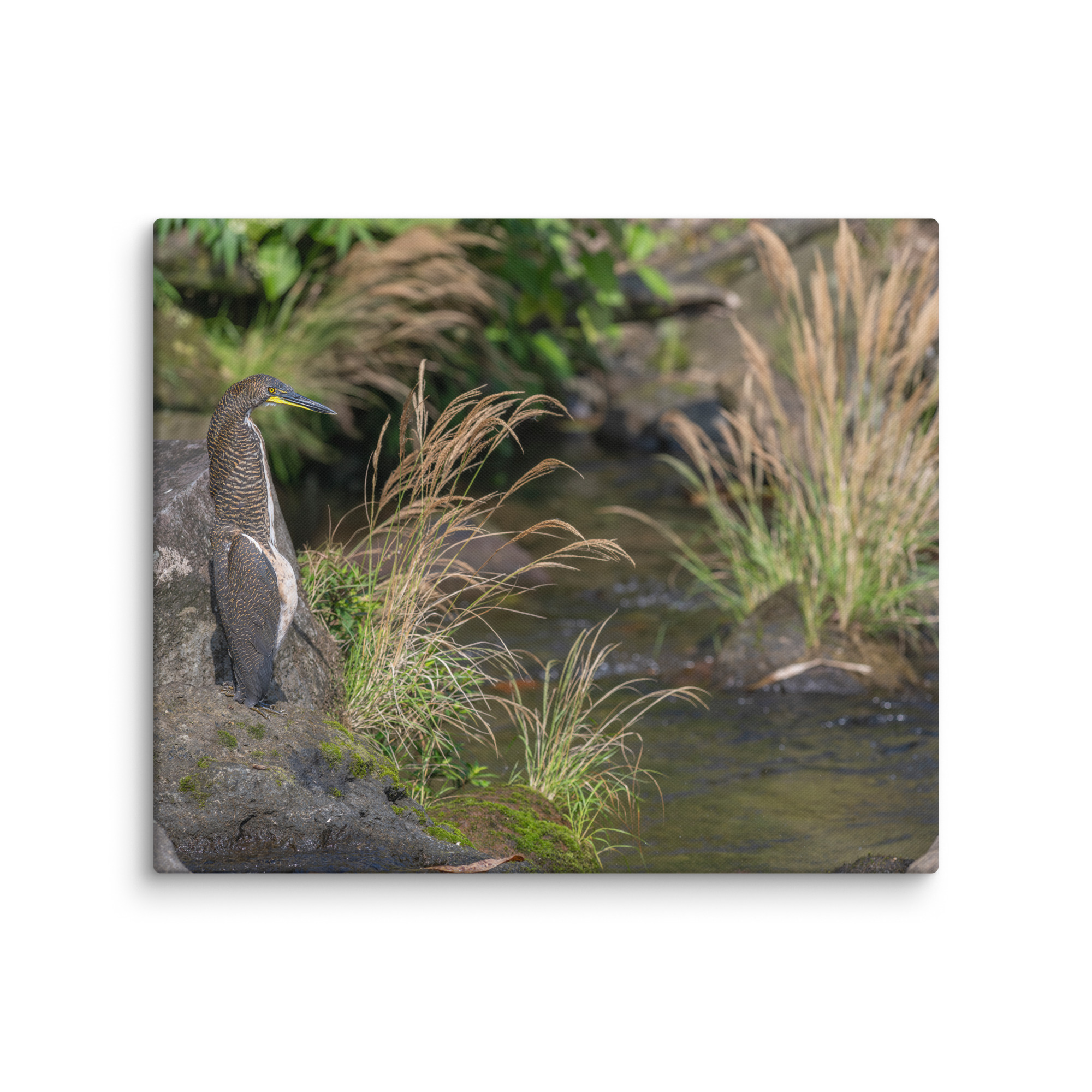 Bare-throated tiger heron! Canvas - Image 12