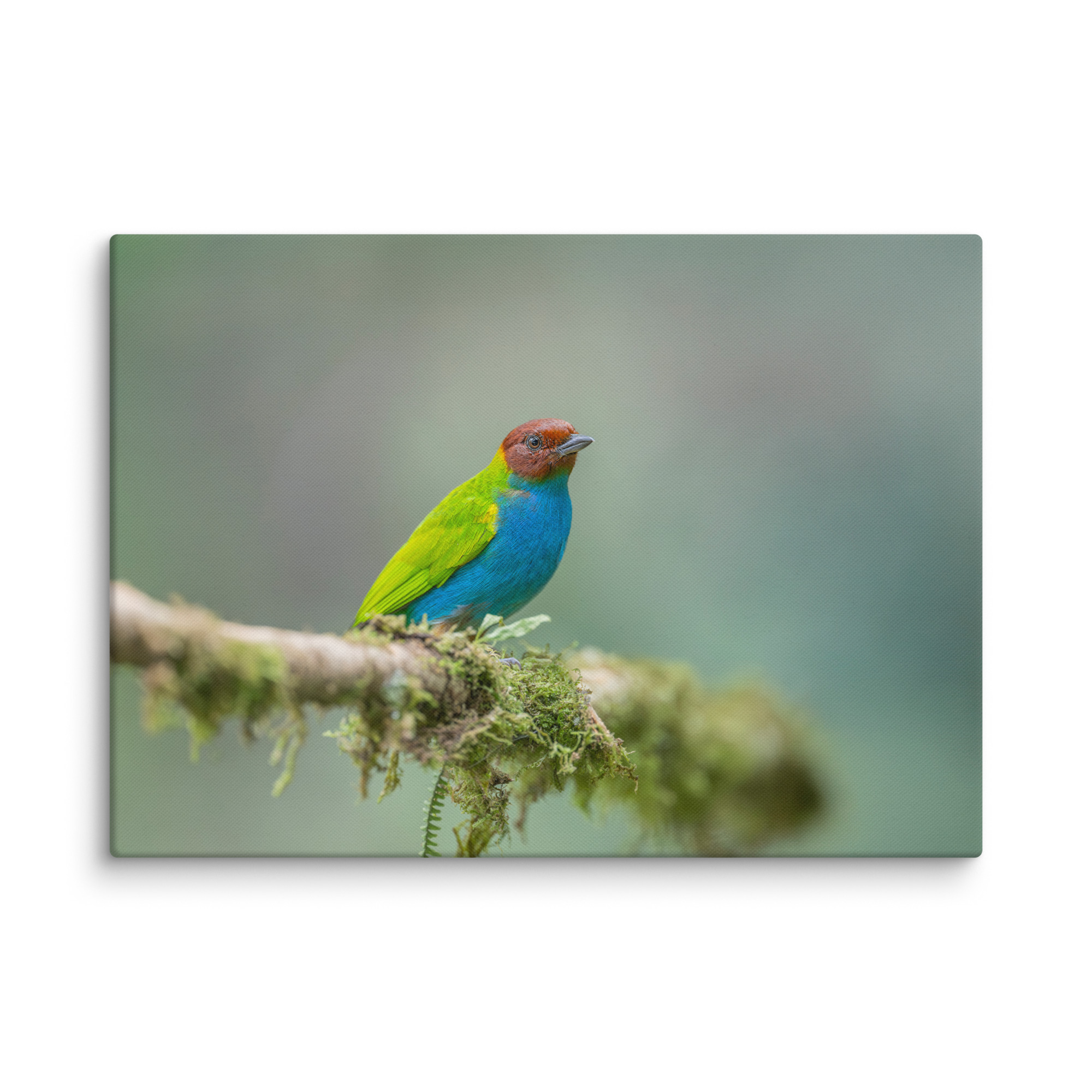 Bay Headed Tanager in rain Forest! Canvas - Image 13