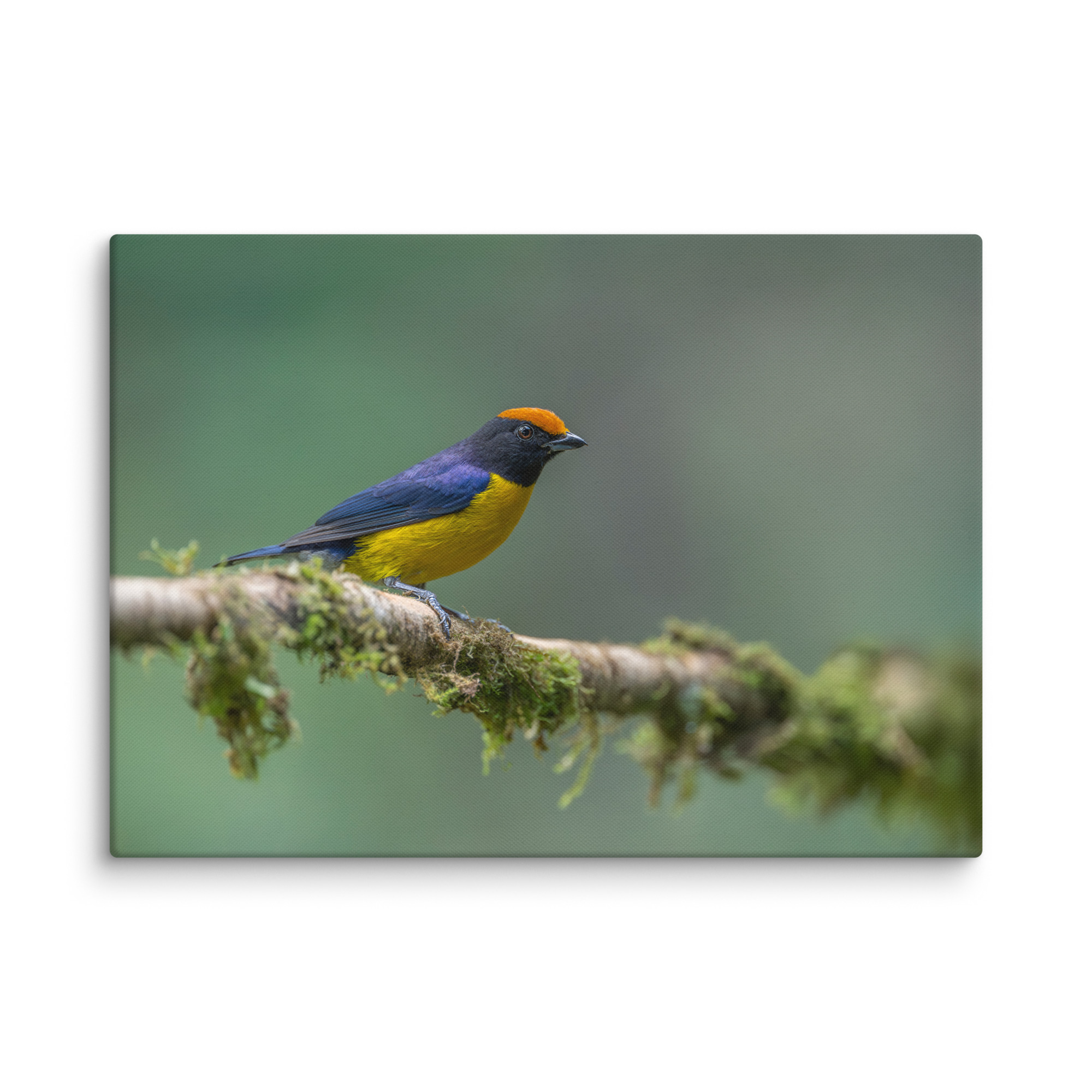 Tawny-capped euphonia in cloud forest! Canvas - Image 13