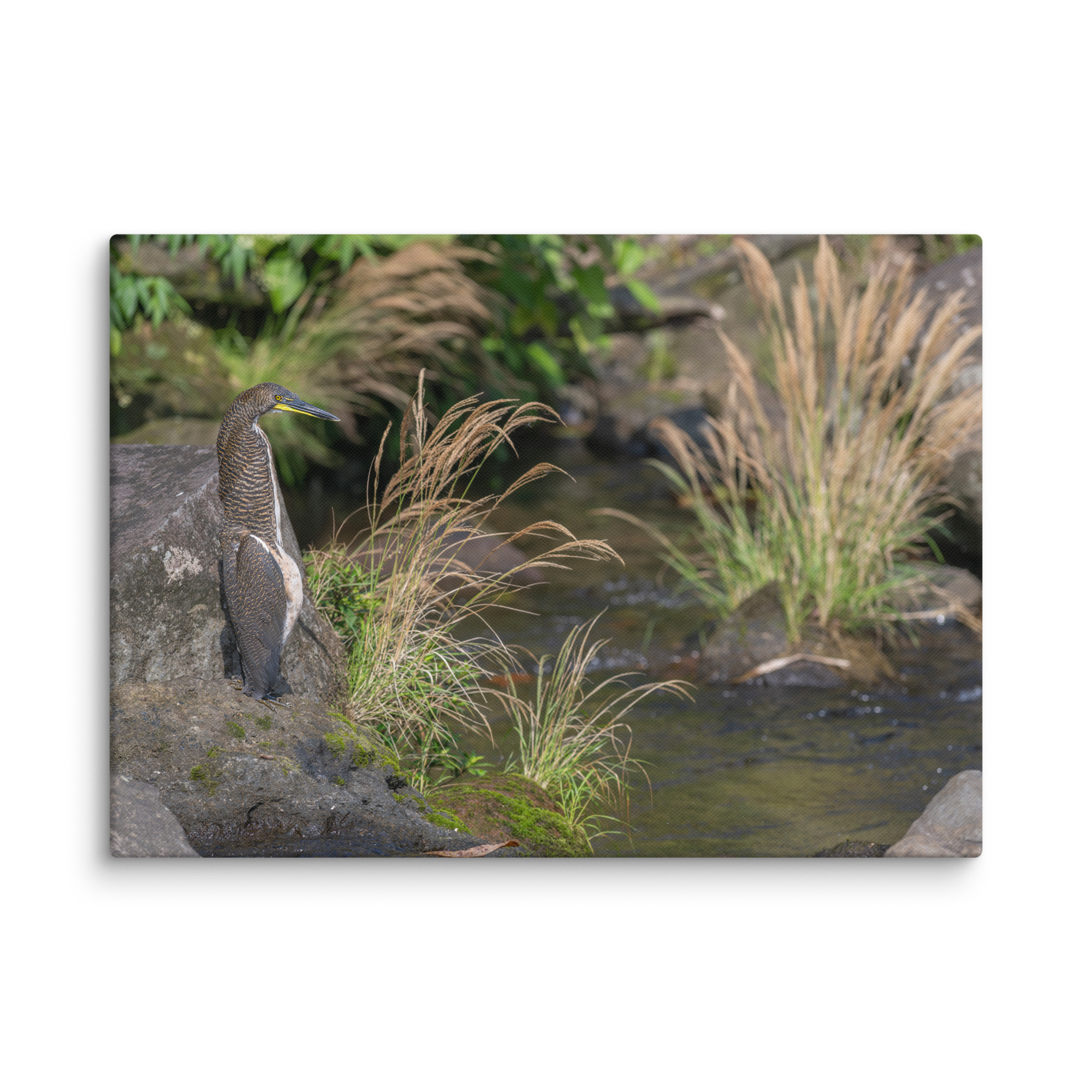 Bare-throated tiger heron! Canvas - Image 13