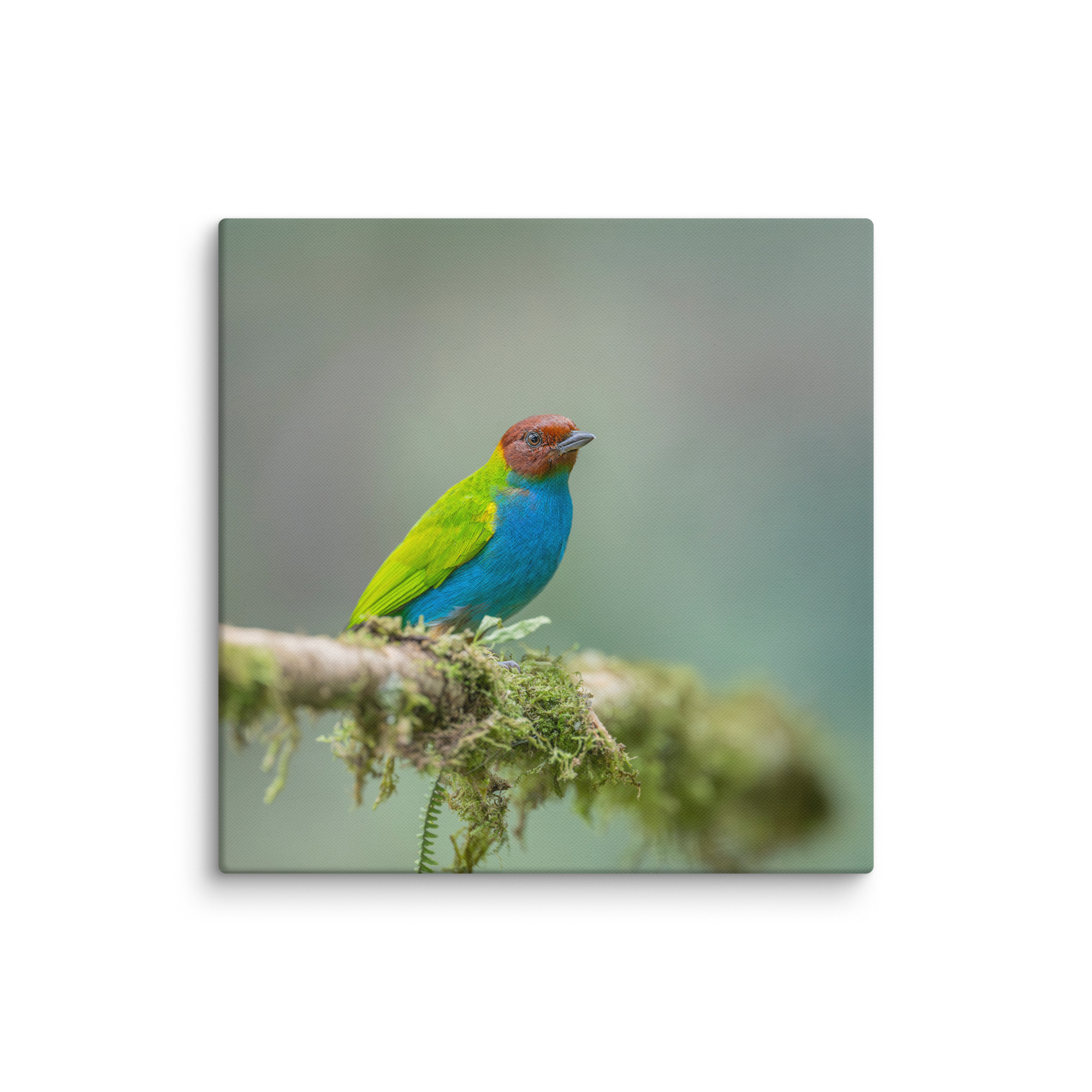 Bay Headed Tanager in rain Forest! Canvas - Image 14