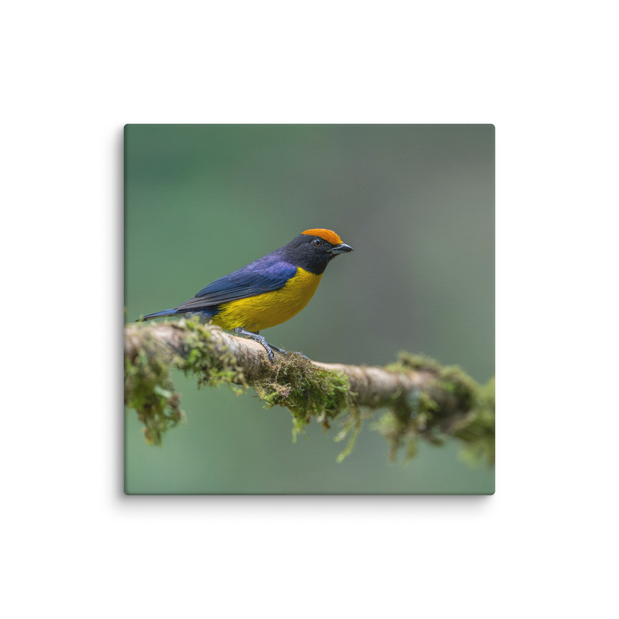 Tawny-capped euphonia in cloud forest! Canvas - Image 14