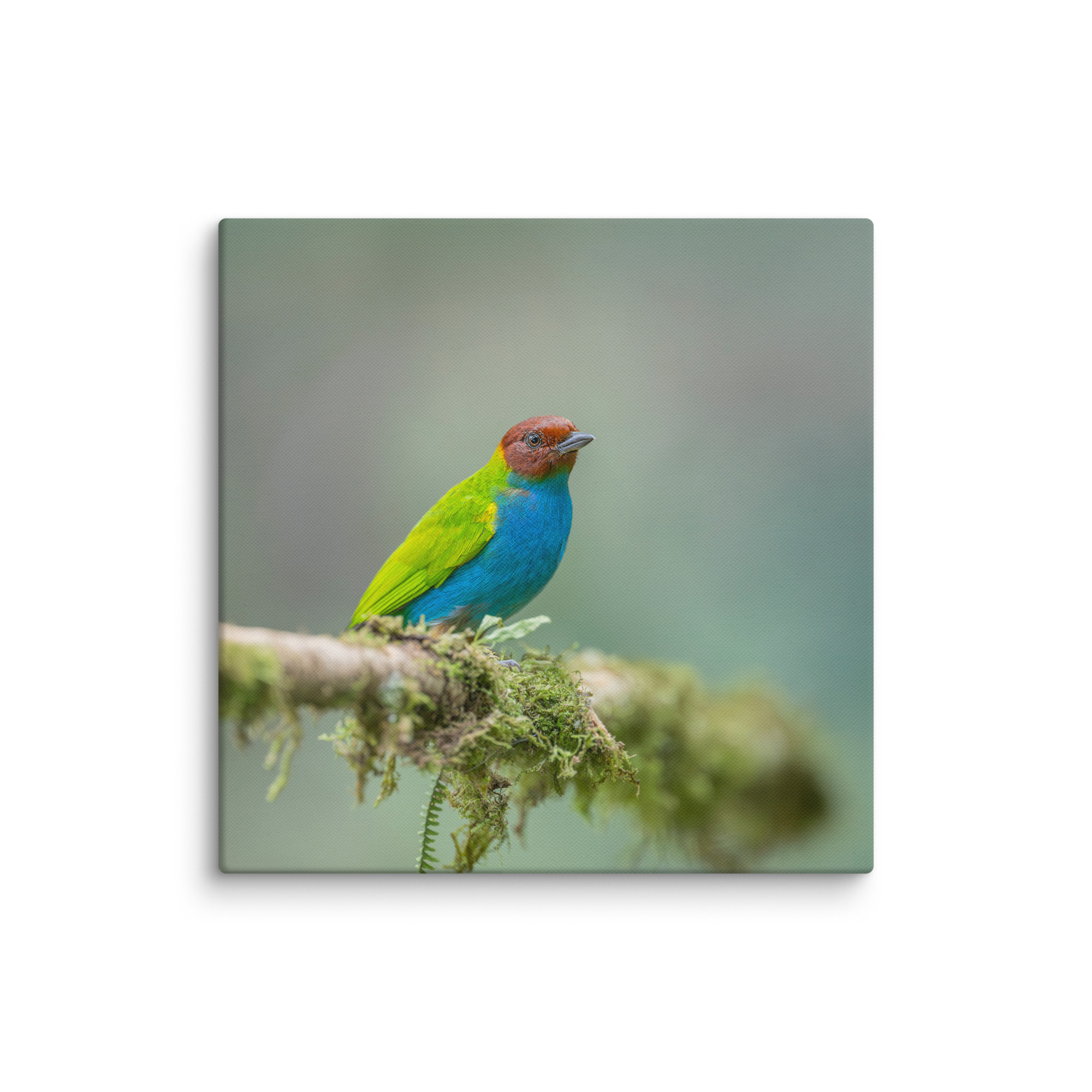 Bay Headed Tanager in rain Forest! Canvas - Image 15