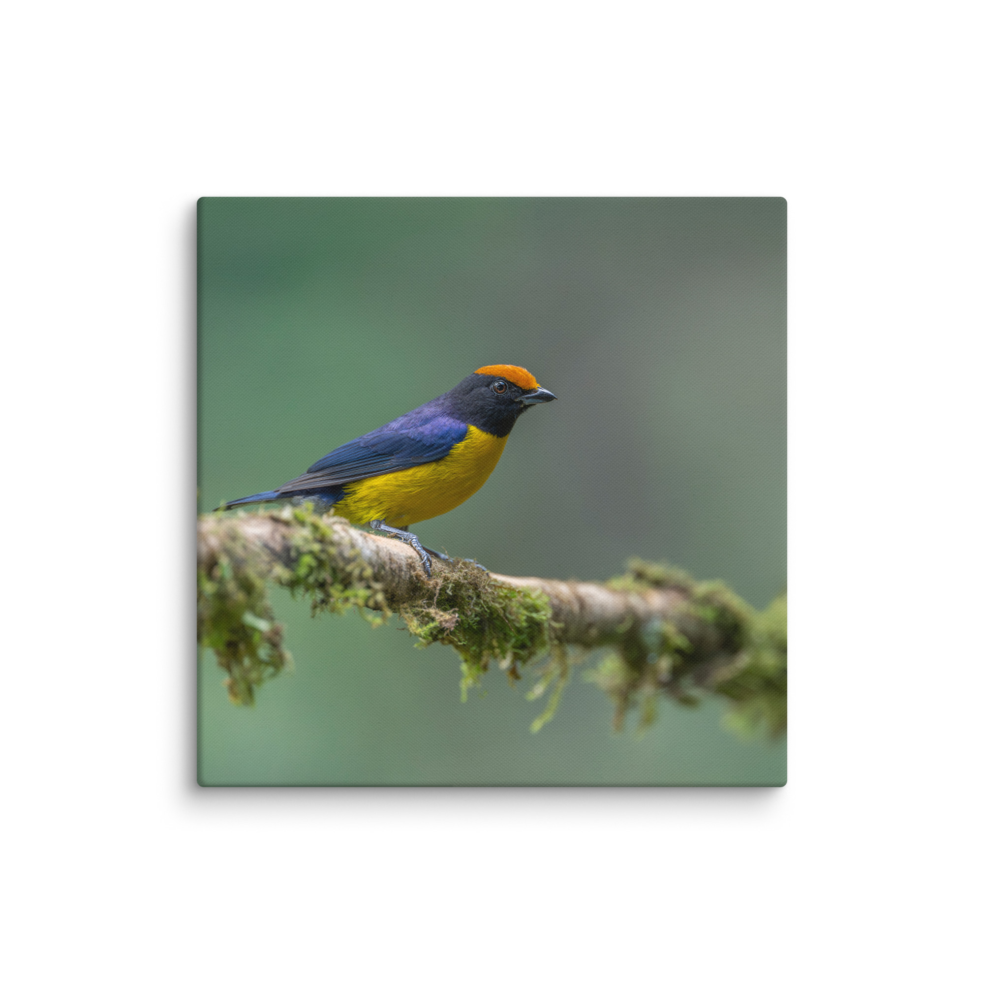 Tawny-capped euphonia in cloud forest! Canvas - Image 15