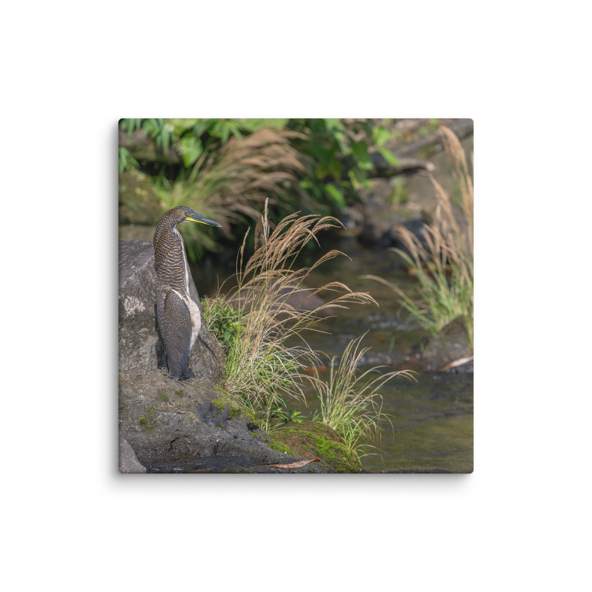 Bare-throated tiger heron! Canvas - Image 15