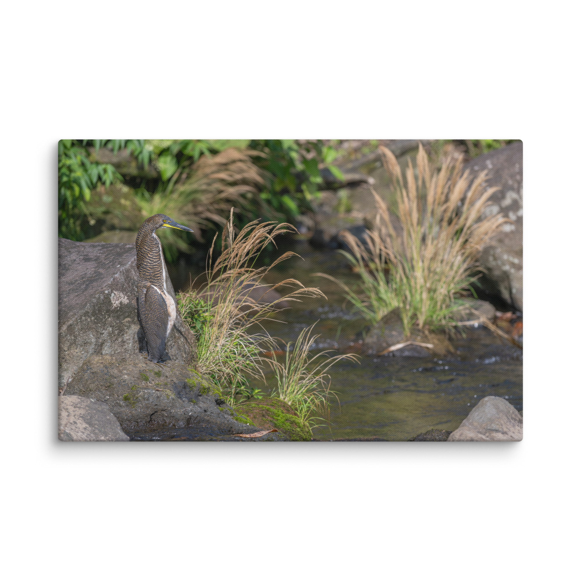 Bare-throated tiger heron! Canvas - Image 16