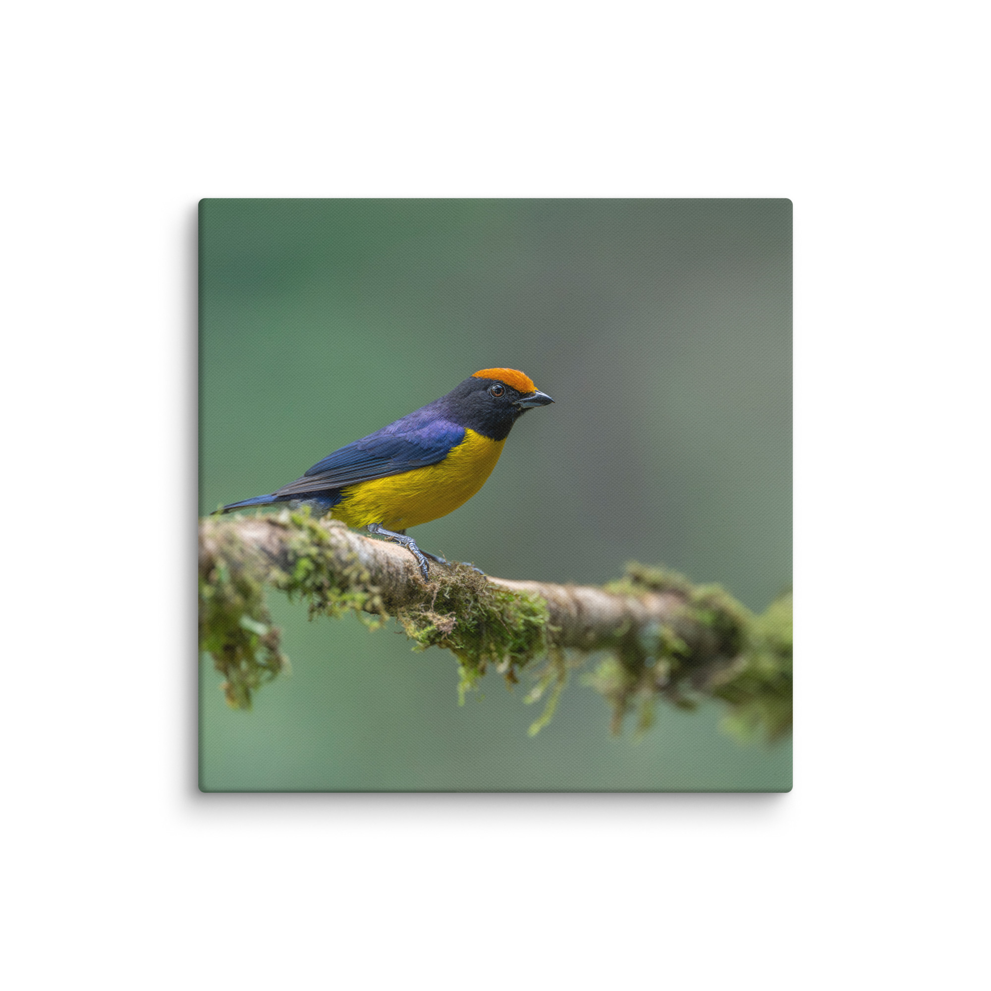 Tawny-capped euphonia in cloud forest! Canvas - Image 16