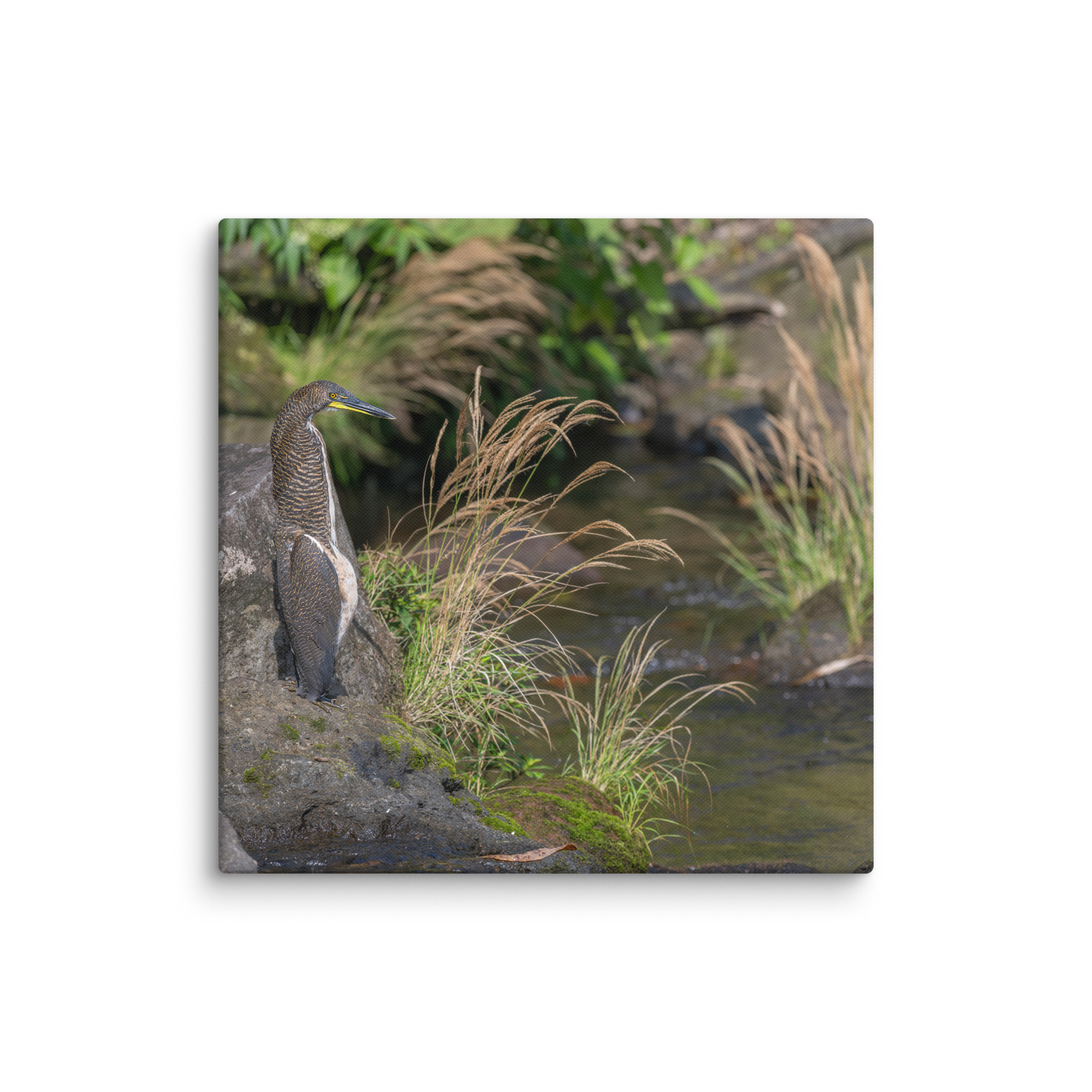 Bare-throated tiger heron! Canvas - Image 17
