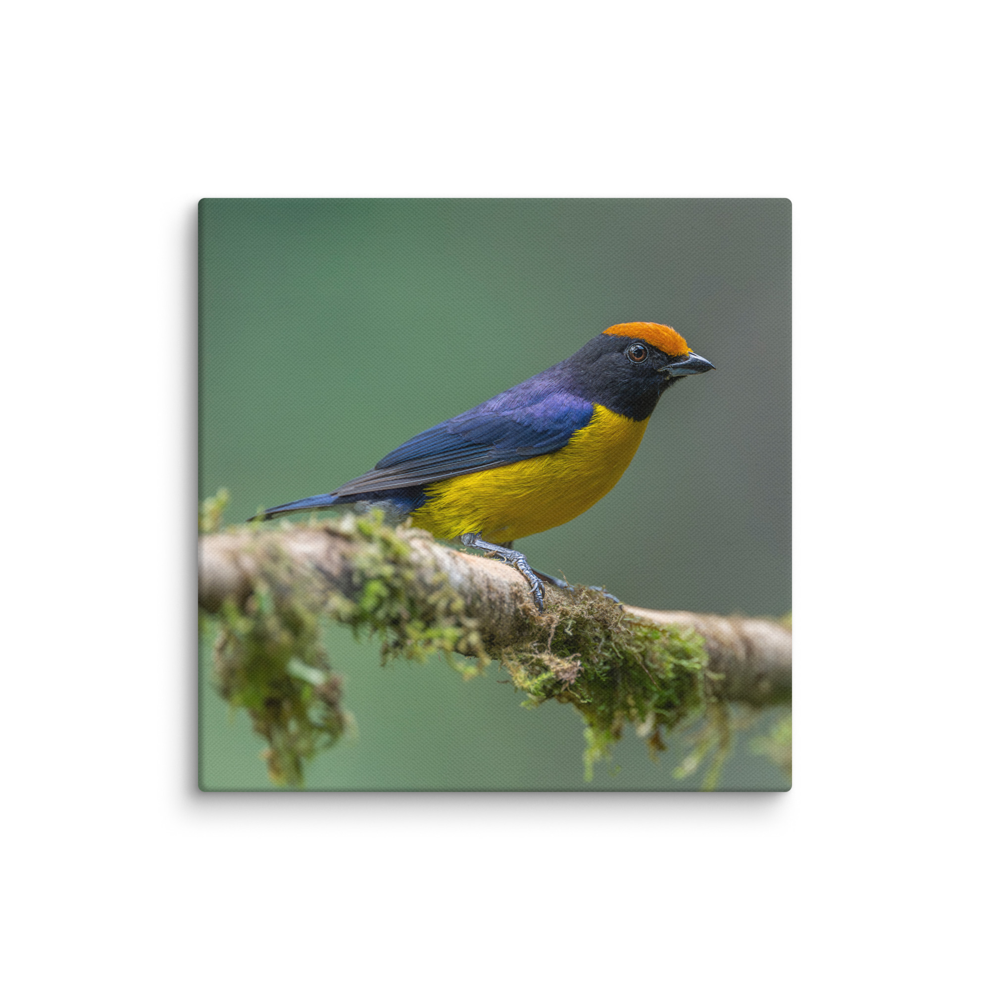 Tawny-capped euphonia in cloud forest! Canvas - Image 17