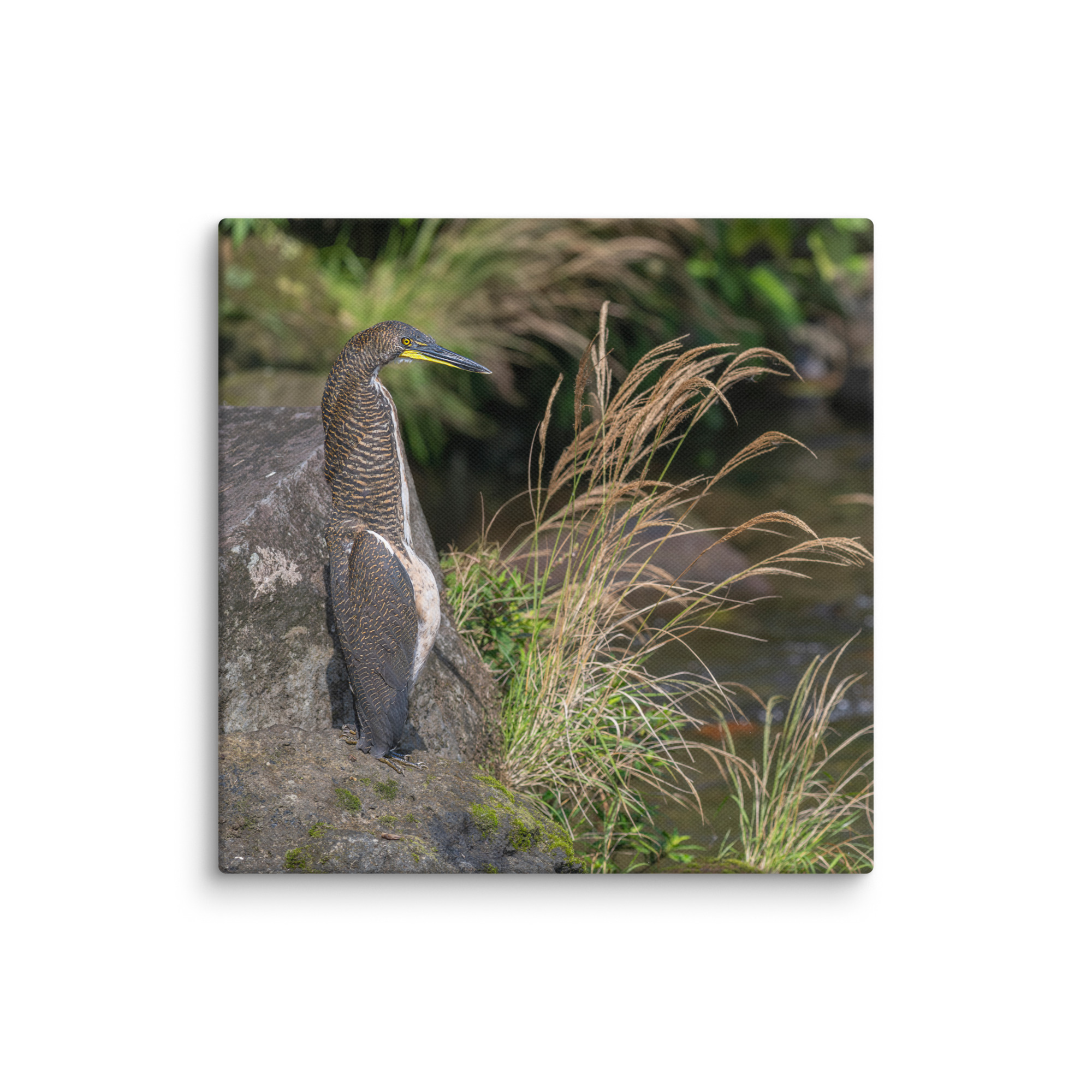 Bare-throated tiger heron! Canvas - Image 18